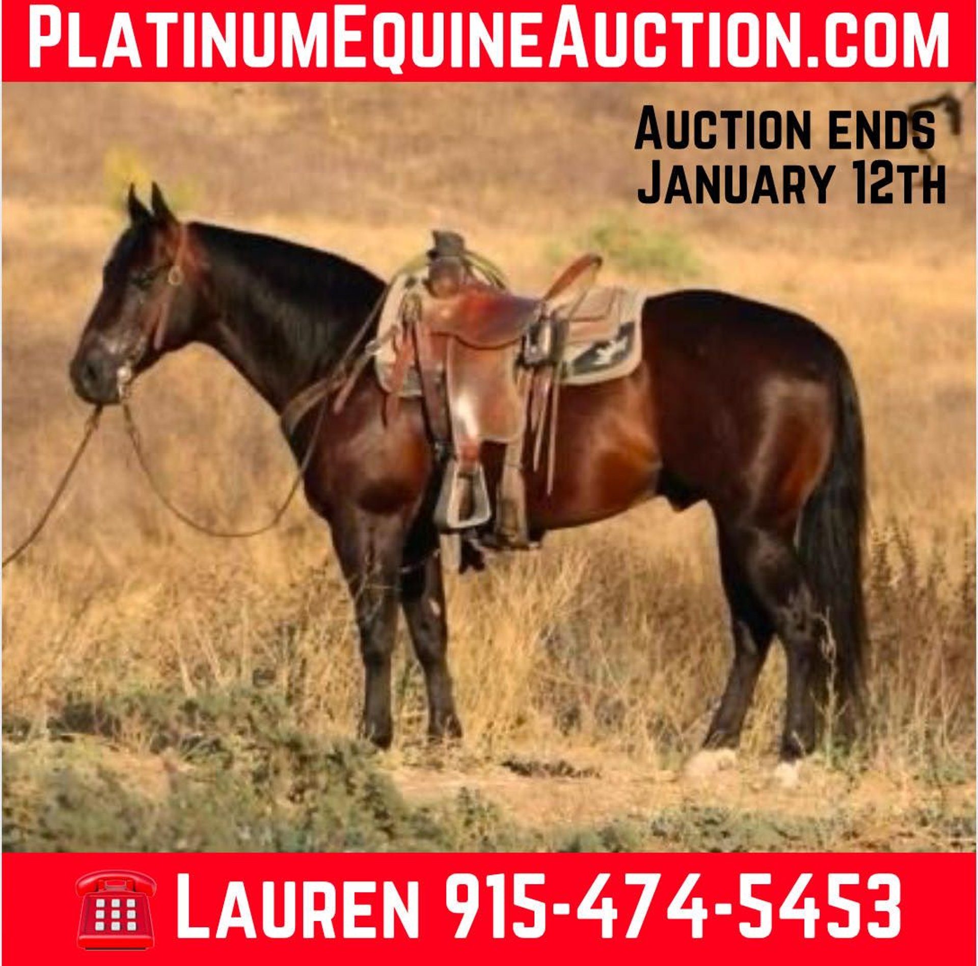 Caballos En Venta En Texas