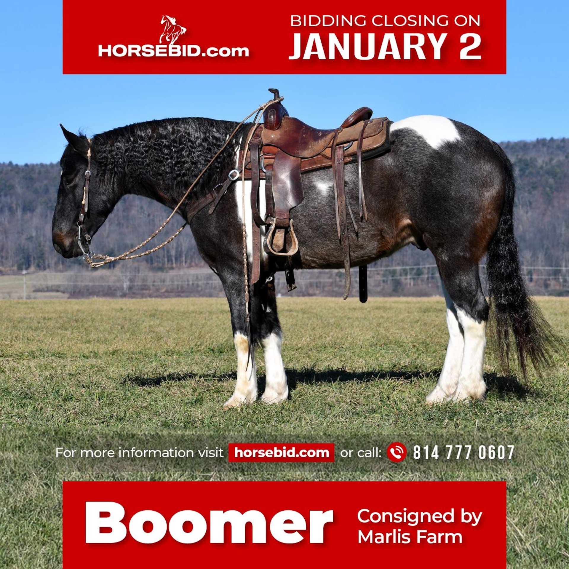 Friesian horses Mix Gelding 6 years 15,1 hh Pinto in Rebersburg