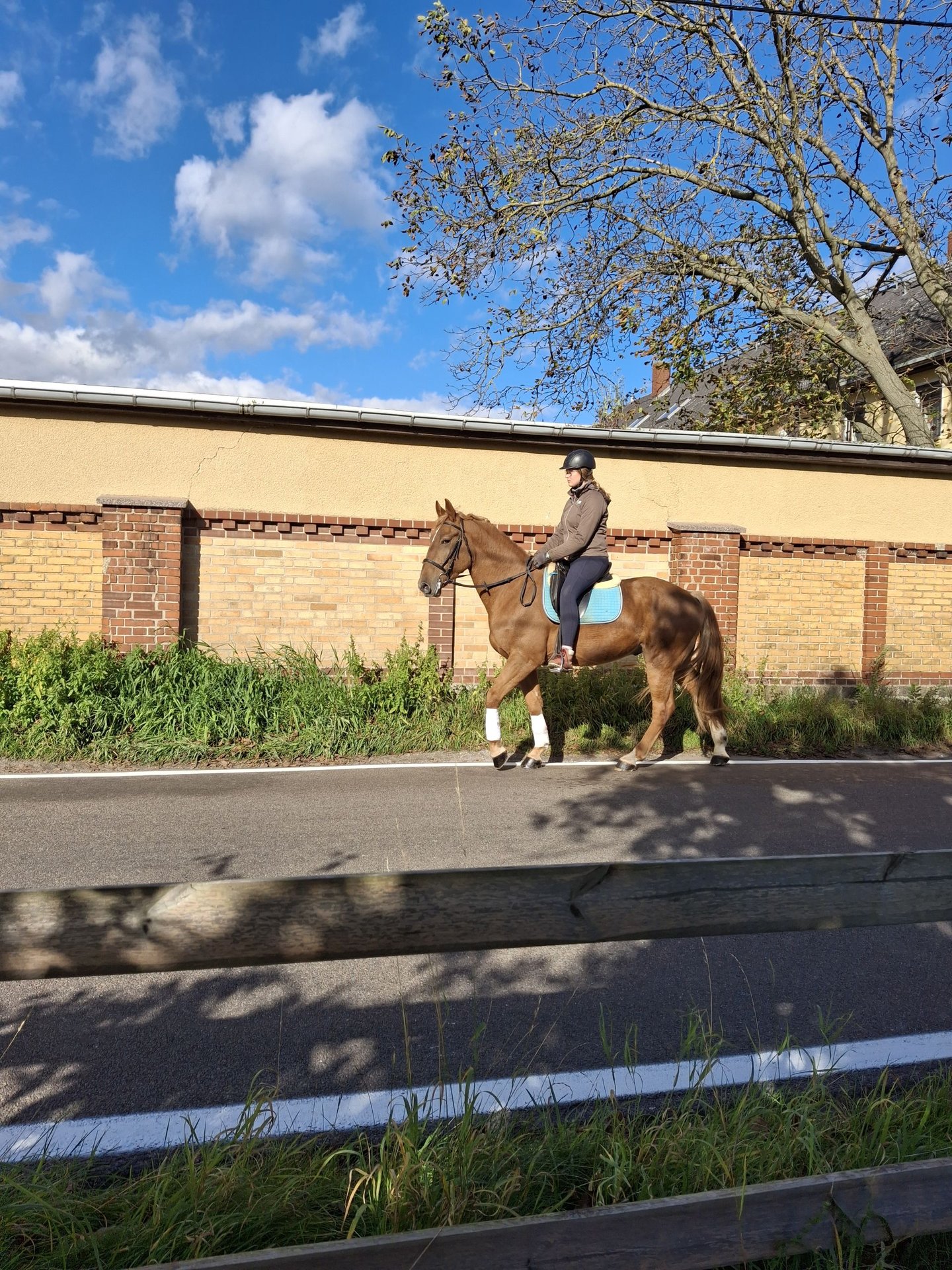German Riding Horse Gelding 4 years 16 hh Chestnut in Kamenz