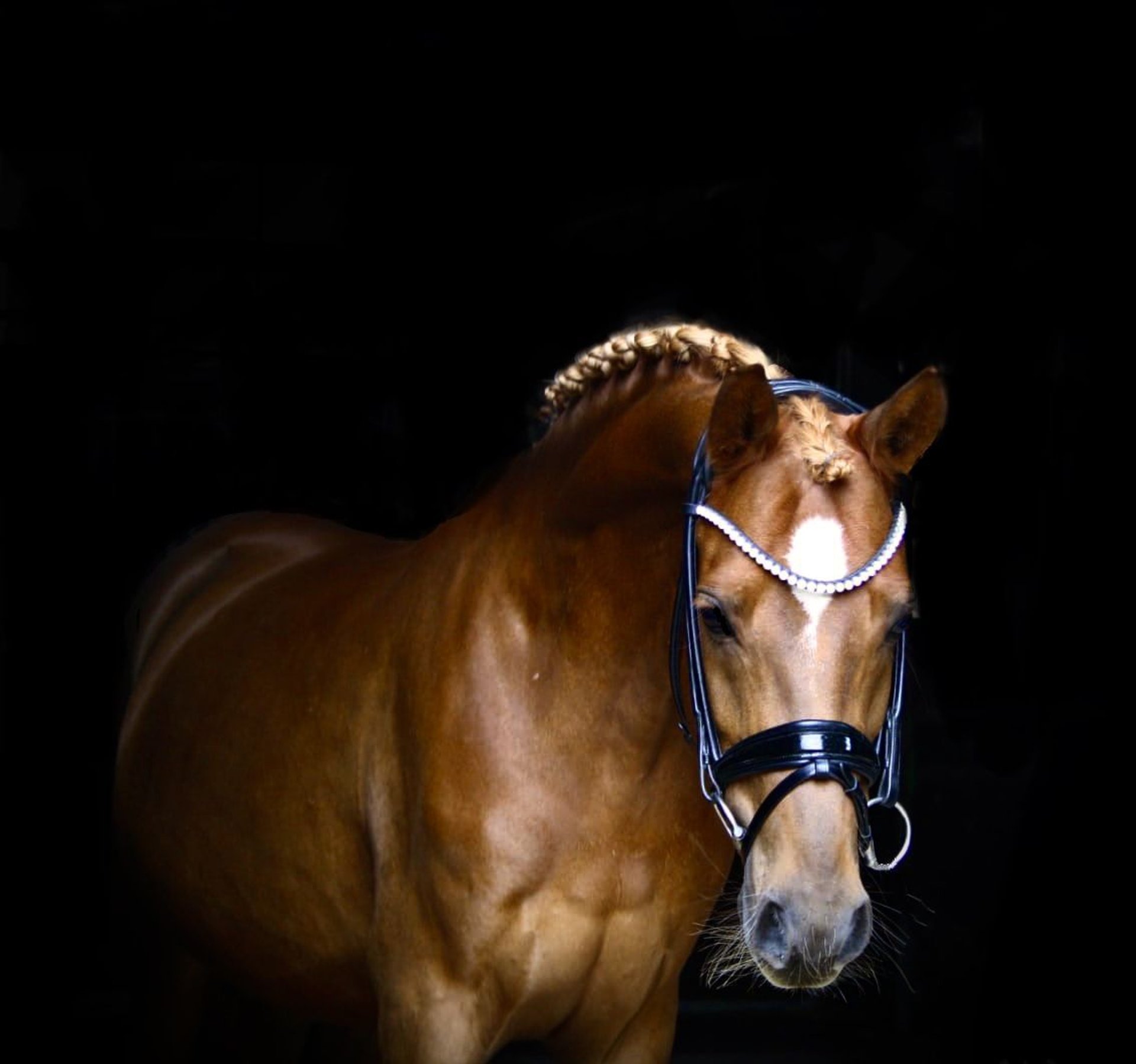 Figurine - SCHLEICH - Poney de selle allemand hongre - Horse Club - Marron - Longues jambes élégantes