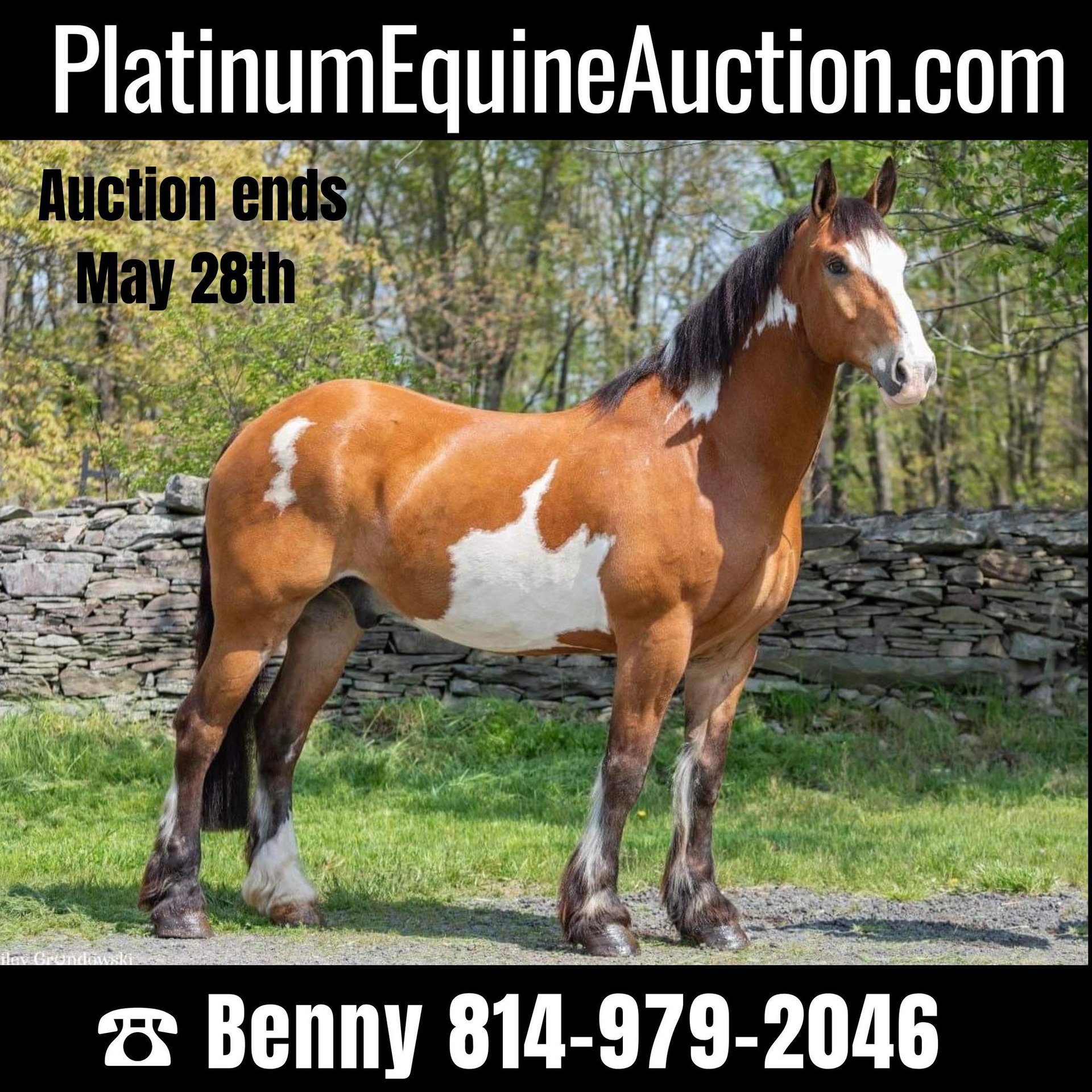 draft-horse-gelding-14-years-16-1-hh-overo-all-colors-in-everett-pa