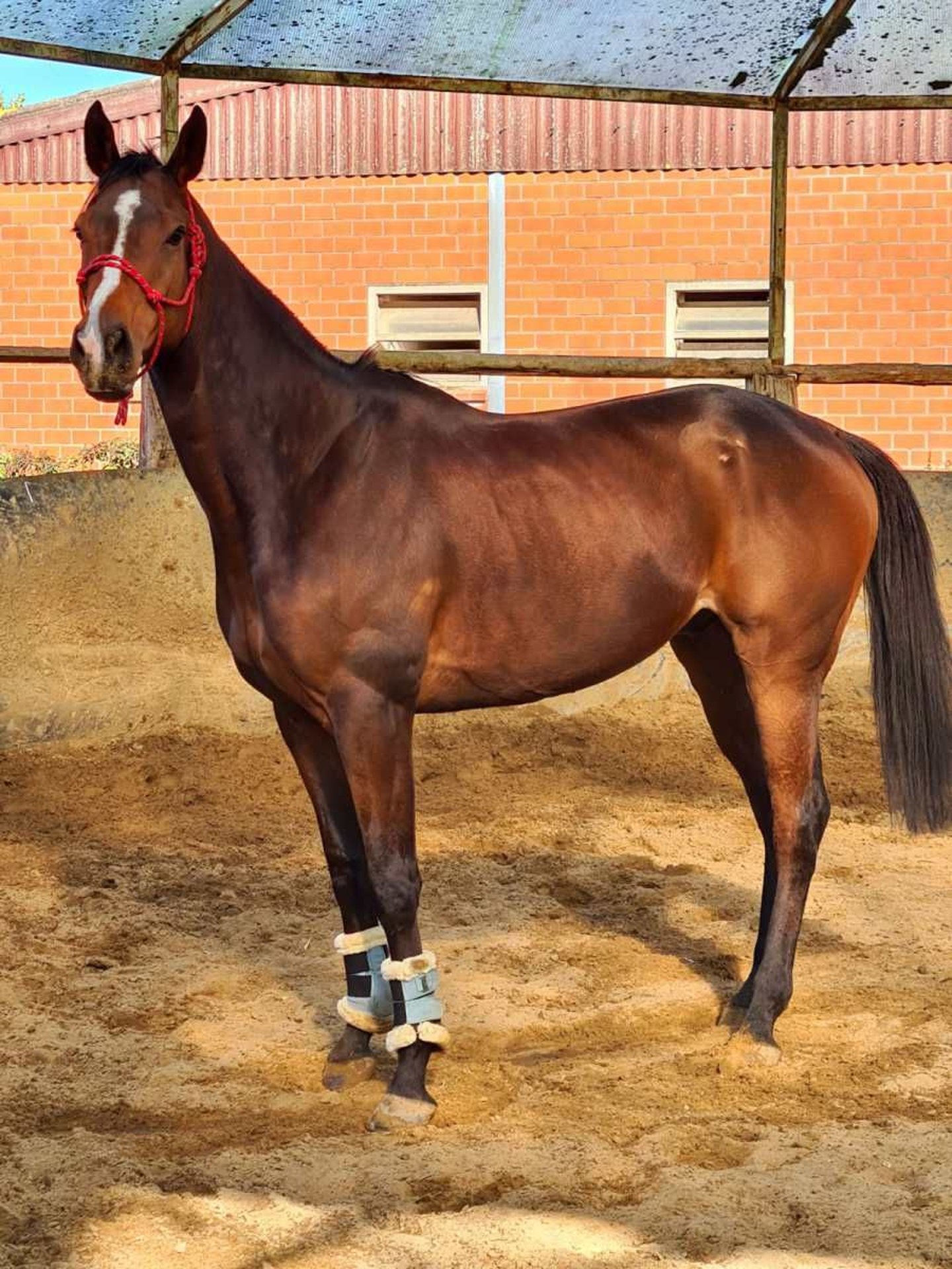 Más Caballos De Pura Sangre Caballo Castrado 8 Años 172 Cm Castaño In Issum