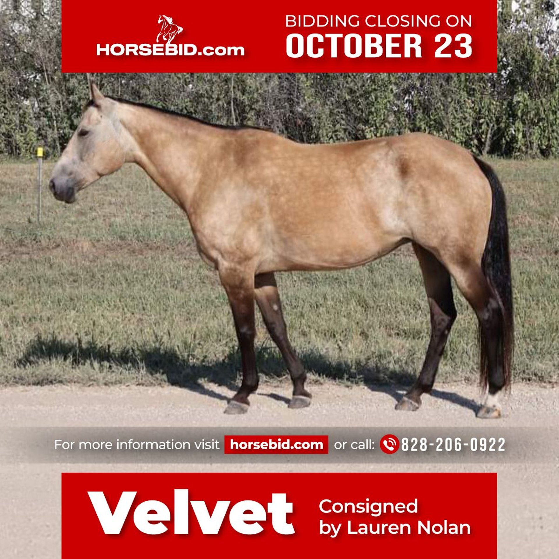 American Quarter Horse Mare 10 years 14,3 hh Buckskin in Wichita