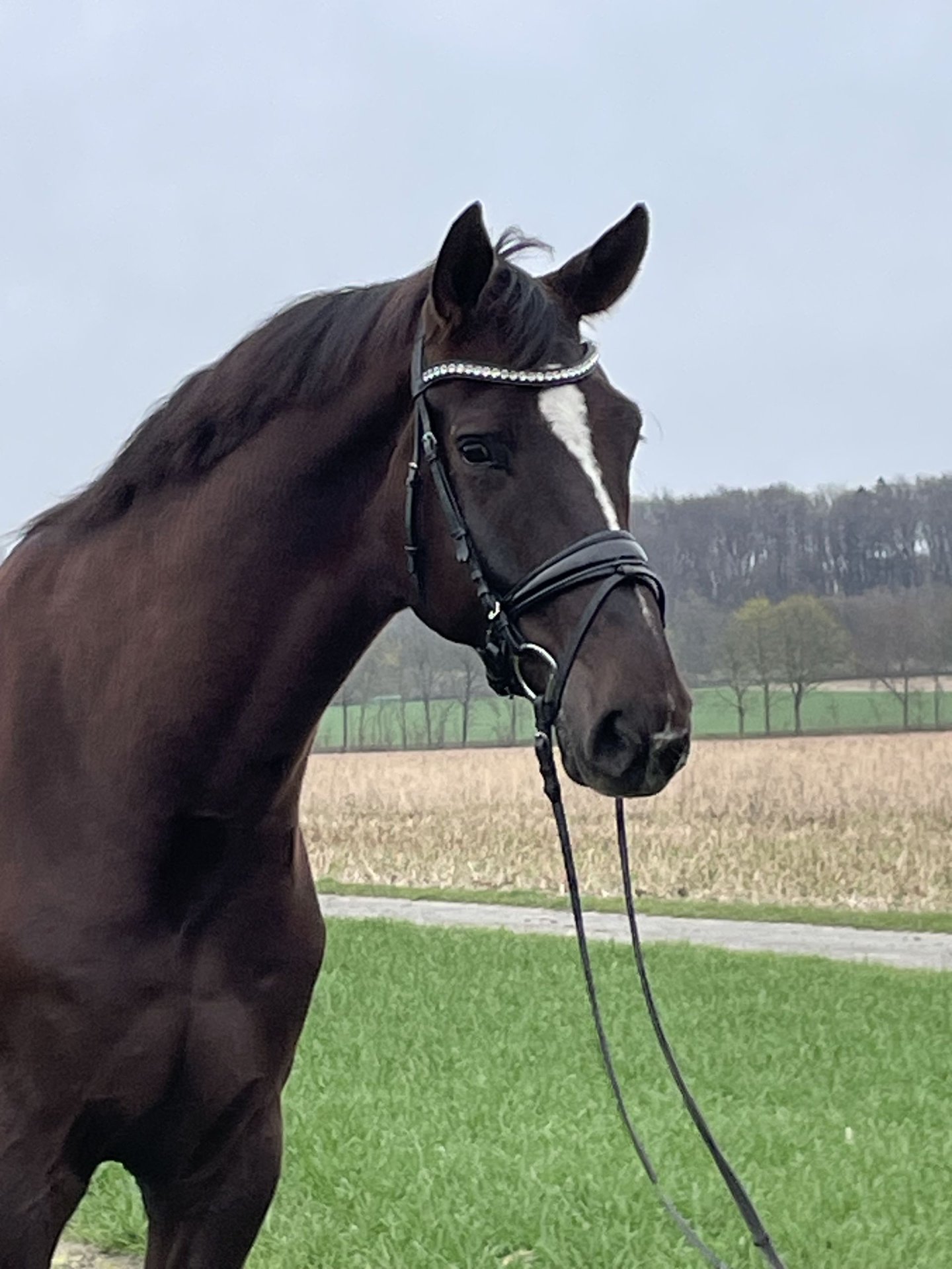 Westfale Wallach 7 Jahre 175 cm Dunkelfuchs in Ibbenbüren