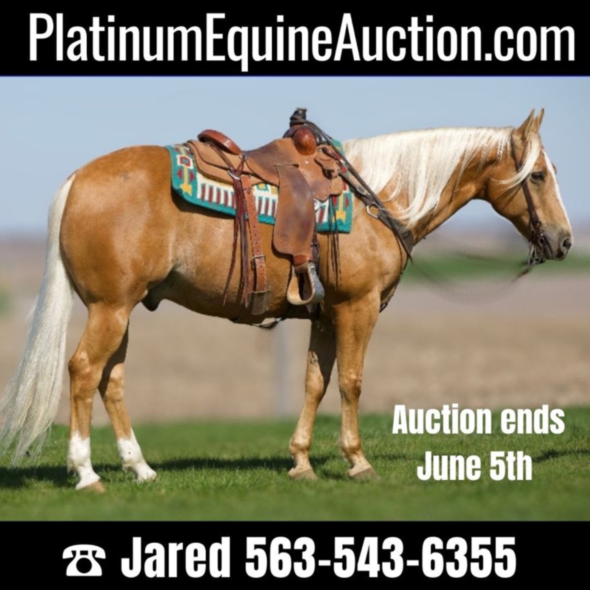 American Quarter Horse Gelding 13 years 15,1 hh Palomino in Bernard IA