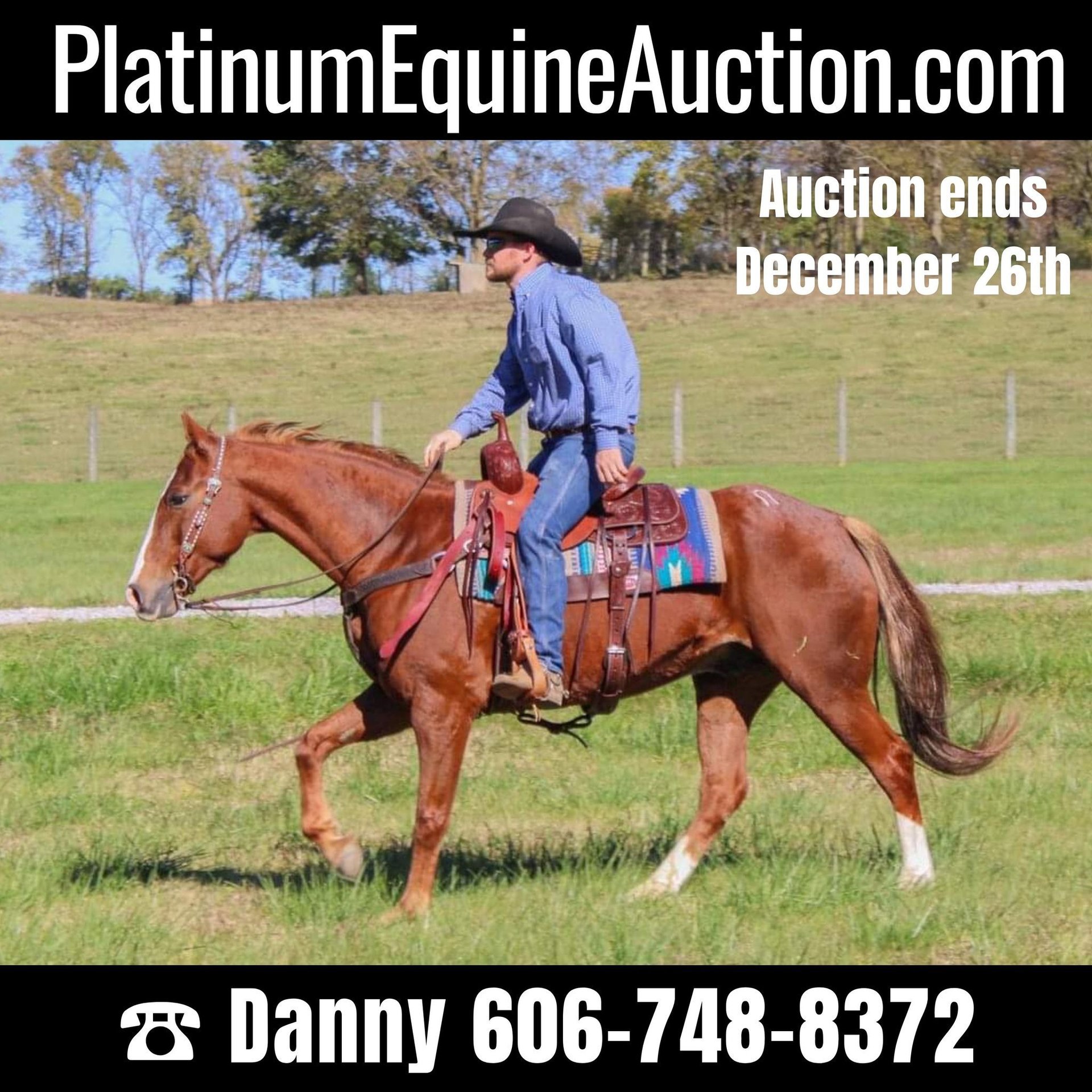 American Quarter Horse Gelding 12 years 15,2 hh Chestnut in