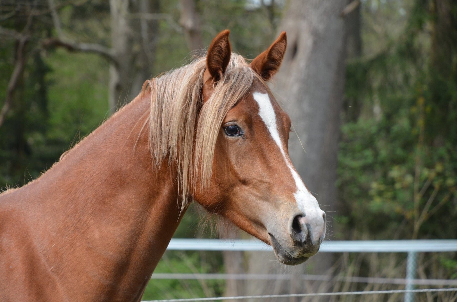 Unguento per cavallo tedesco krauterhof - gel da massaggio per Unguento per cavallo tedesco krauterhof - gel da massaggio per