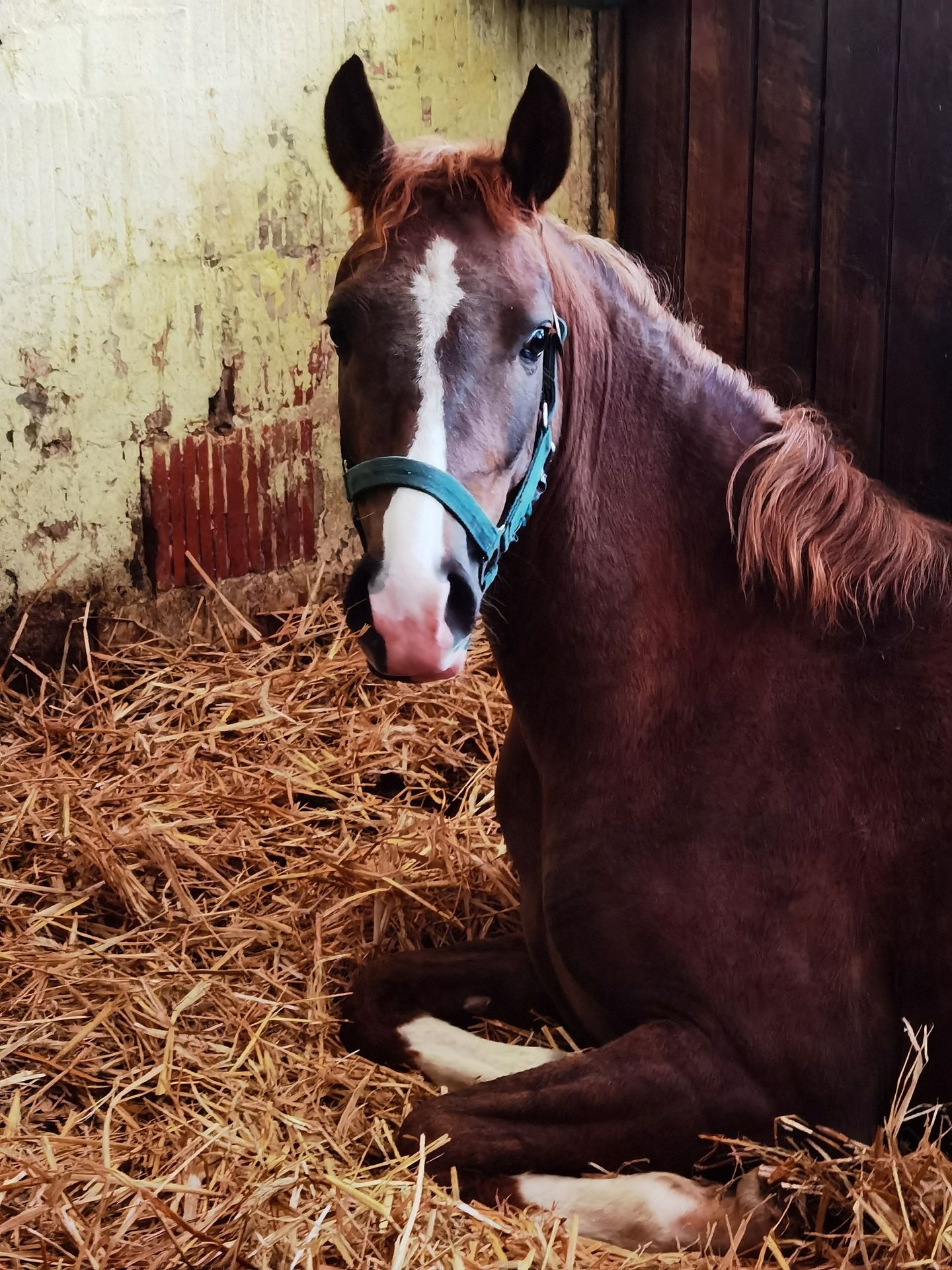 Deutsches Reitpony Wallach 2 Jahre Dunkelfuchs in Frankenberg (Eder)
