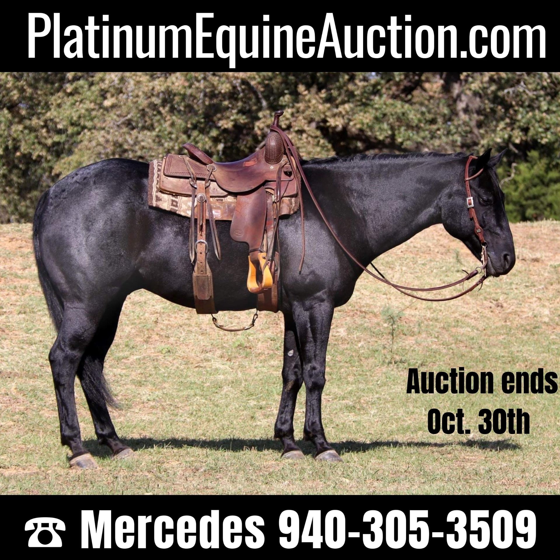 American Quarter Horse Gelding 6 years 15,1 hh Roan-Blue in Cleburne, TX