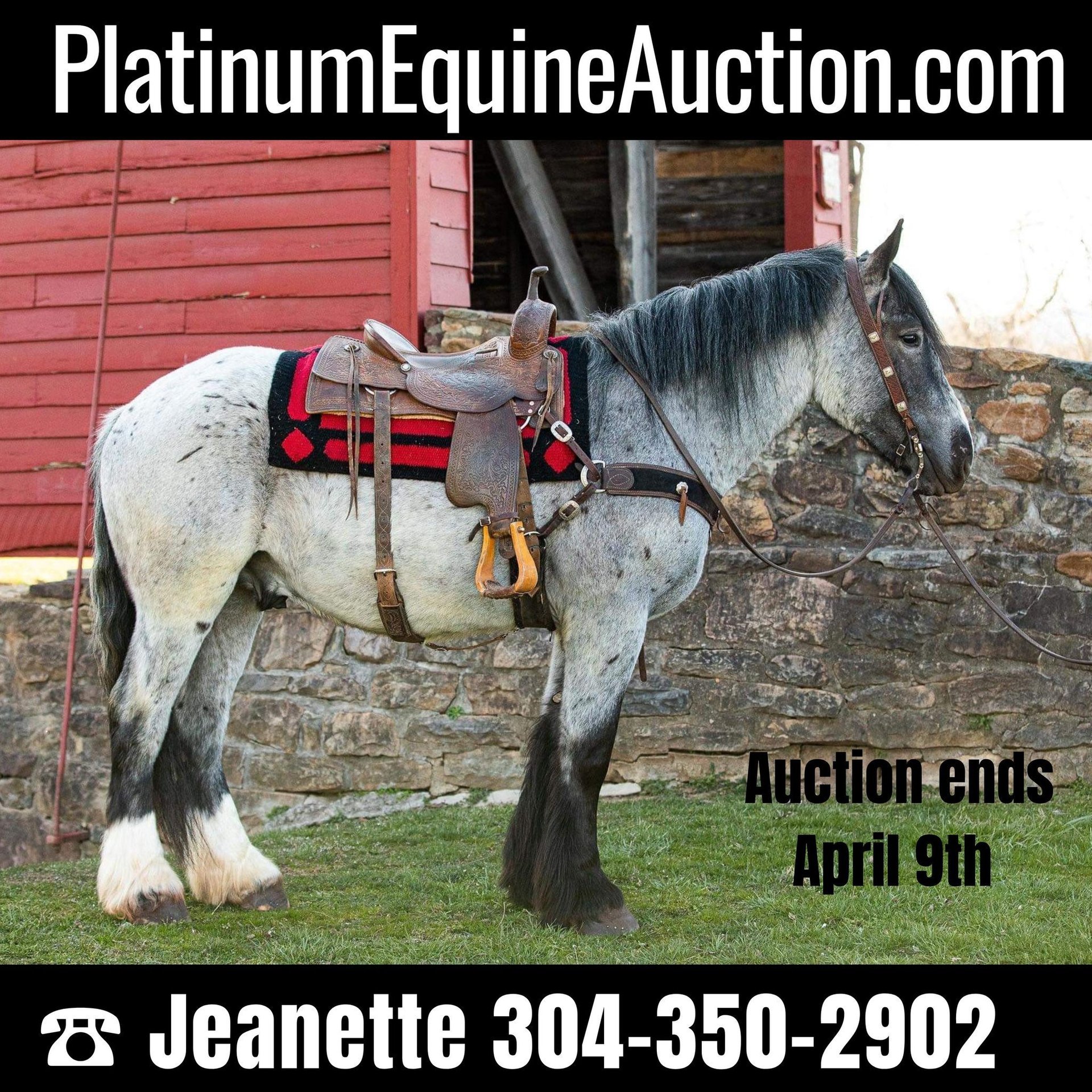 Draft Horse Gelding 4 years 16 hh RoanBlue in THurmont MD