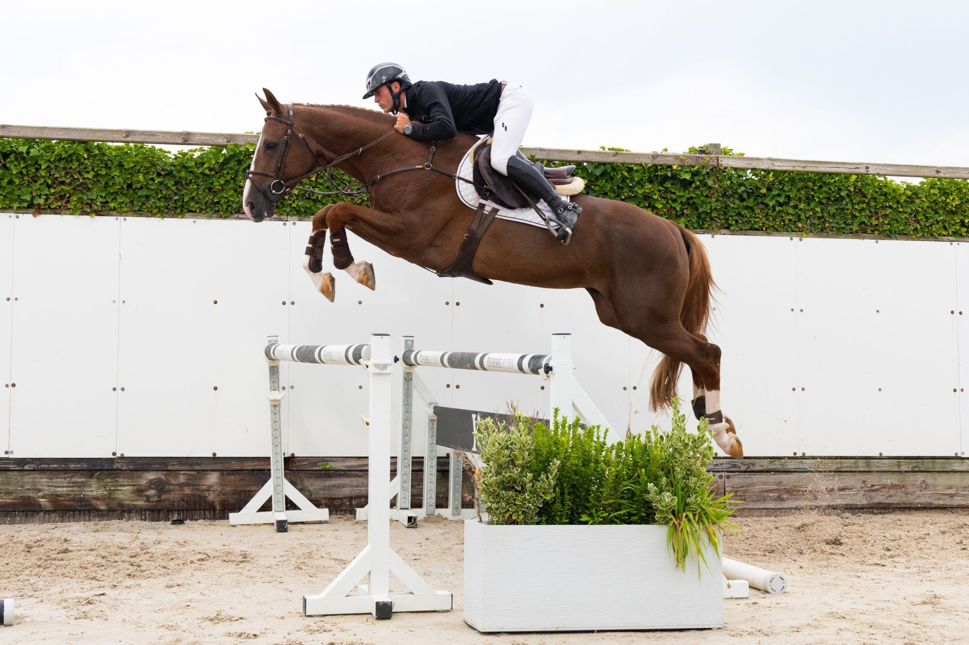 Zangersheider Stallion 5 years 16,2 hh Chestnut in Waddinxveen