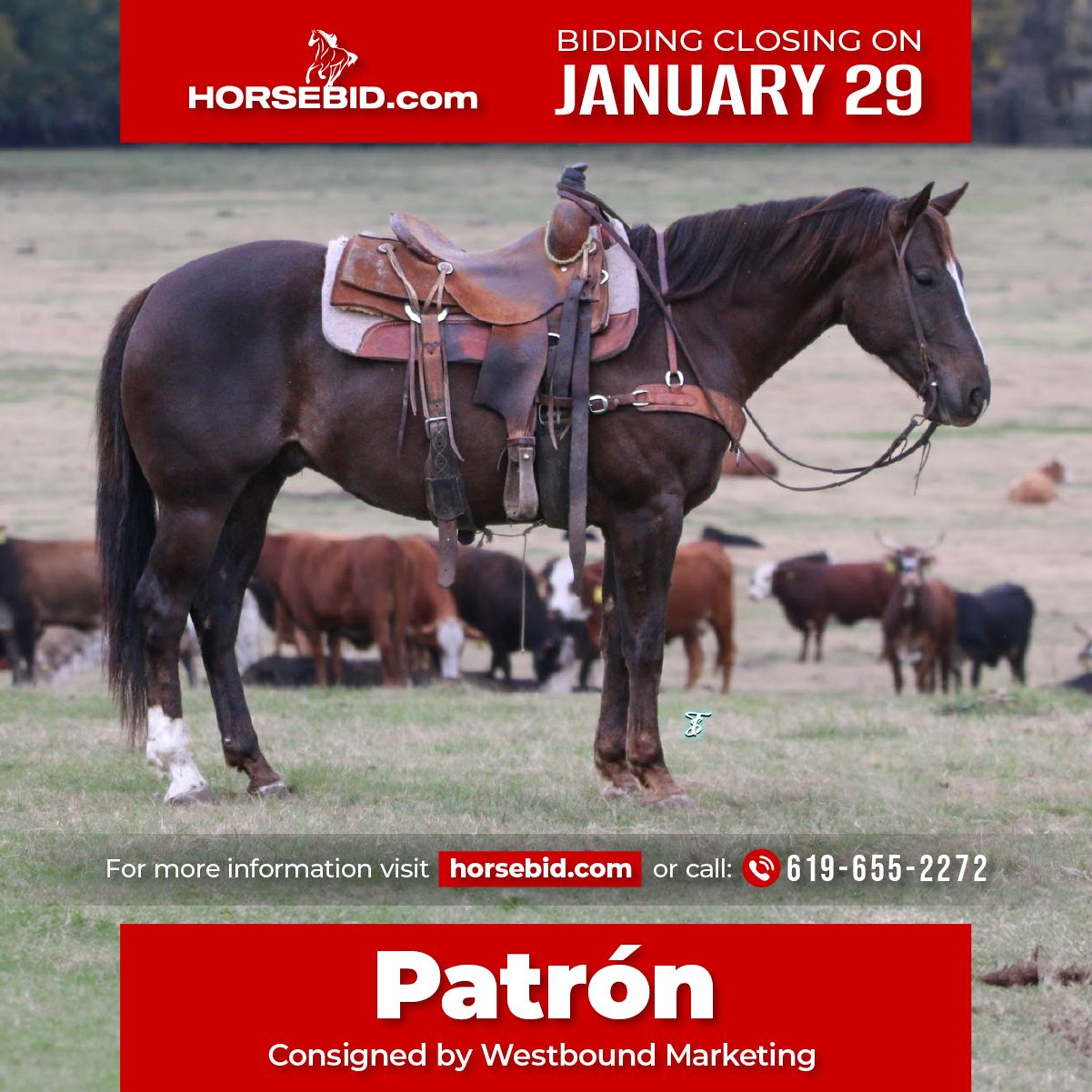 American Quarter Horse Gelding 7 years 15 hh Chestnut in Carthage