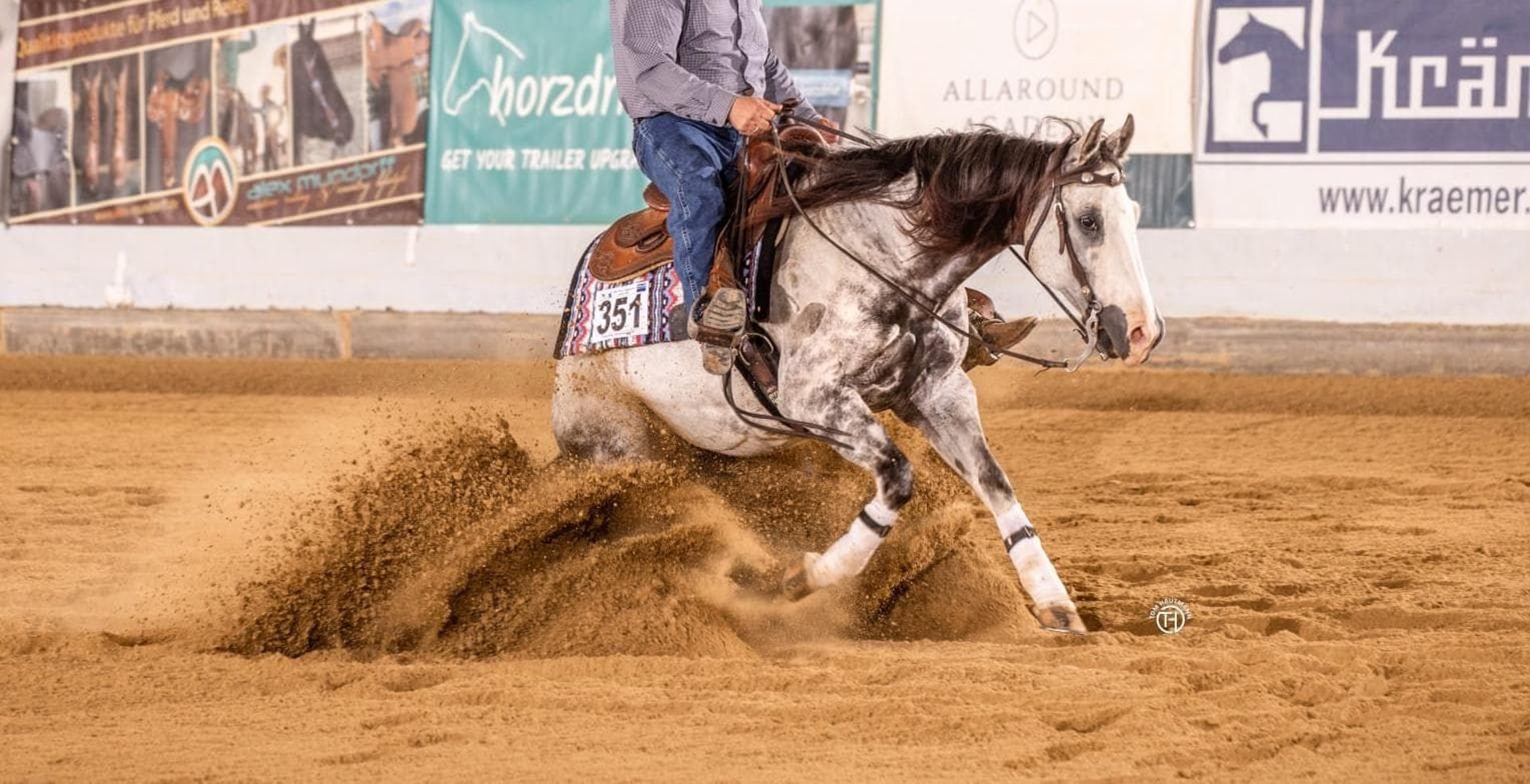 Apfelschimmel-Wallach, Quarter Horse, Impression 1