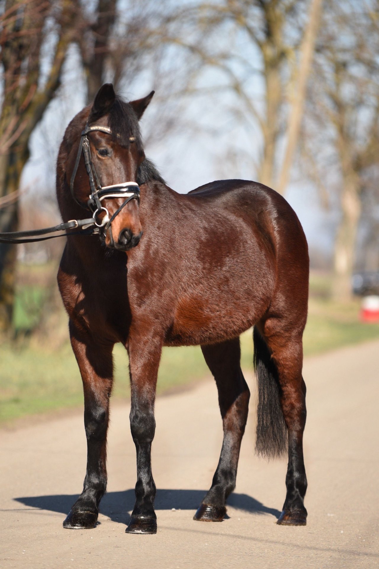 Meer Ponys/kleine Paarden Ruin 8 Jaar 145 Cm Brauner In Nagyszénás