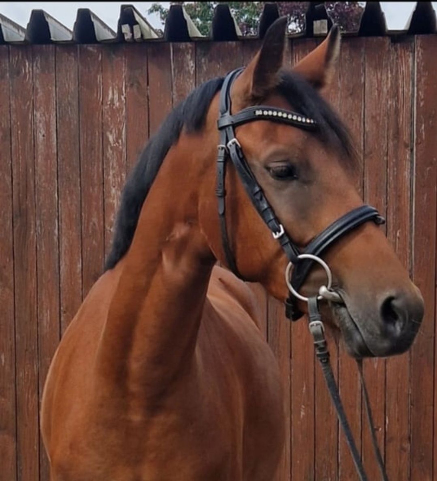 Deutsches Reitpony Hengst 3 Jahre 150 Cm Brauner In Mülheim An Der Ruhr