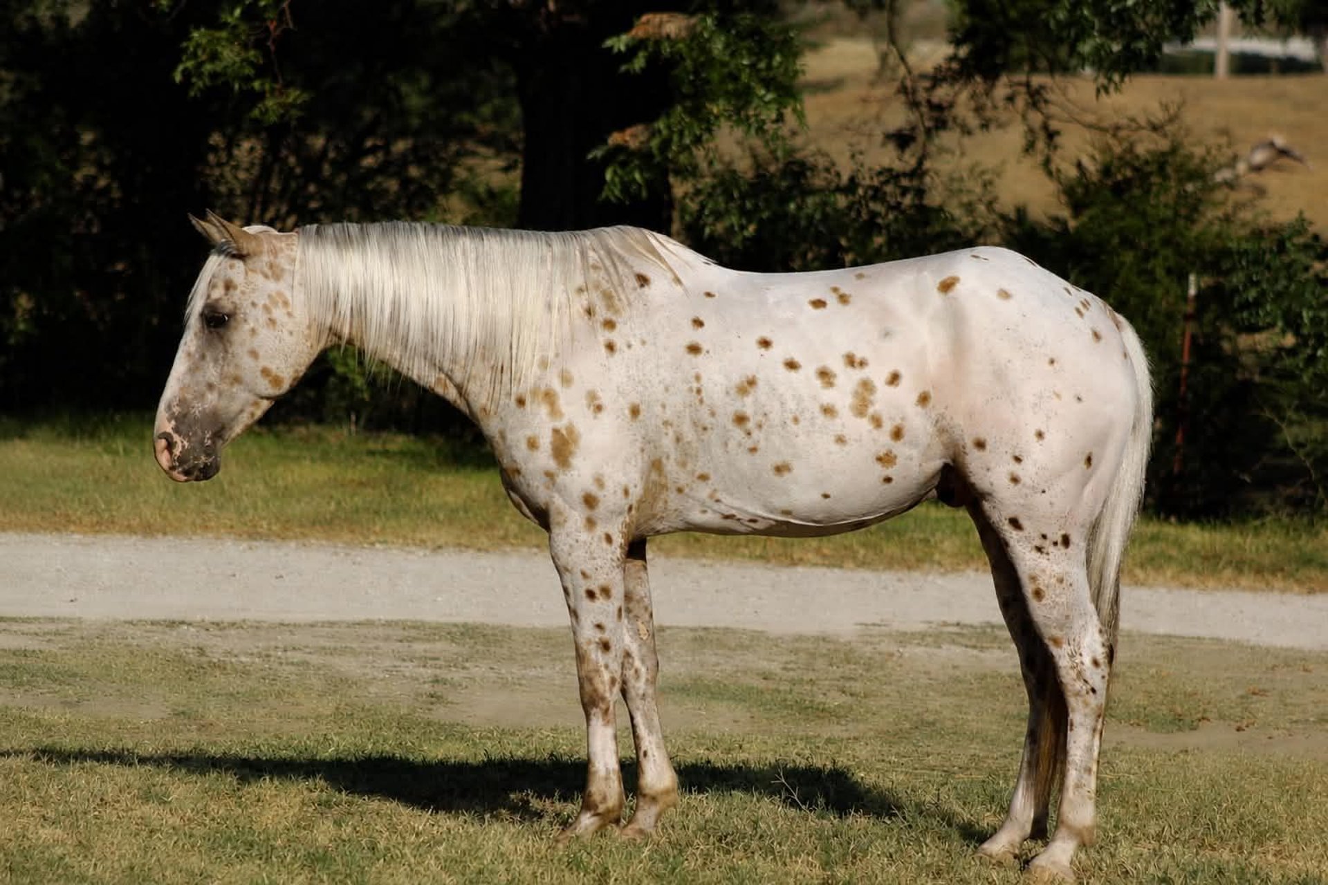 Bex, Appaloosa-Tigerschecke, Impression 1