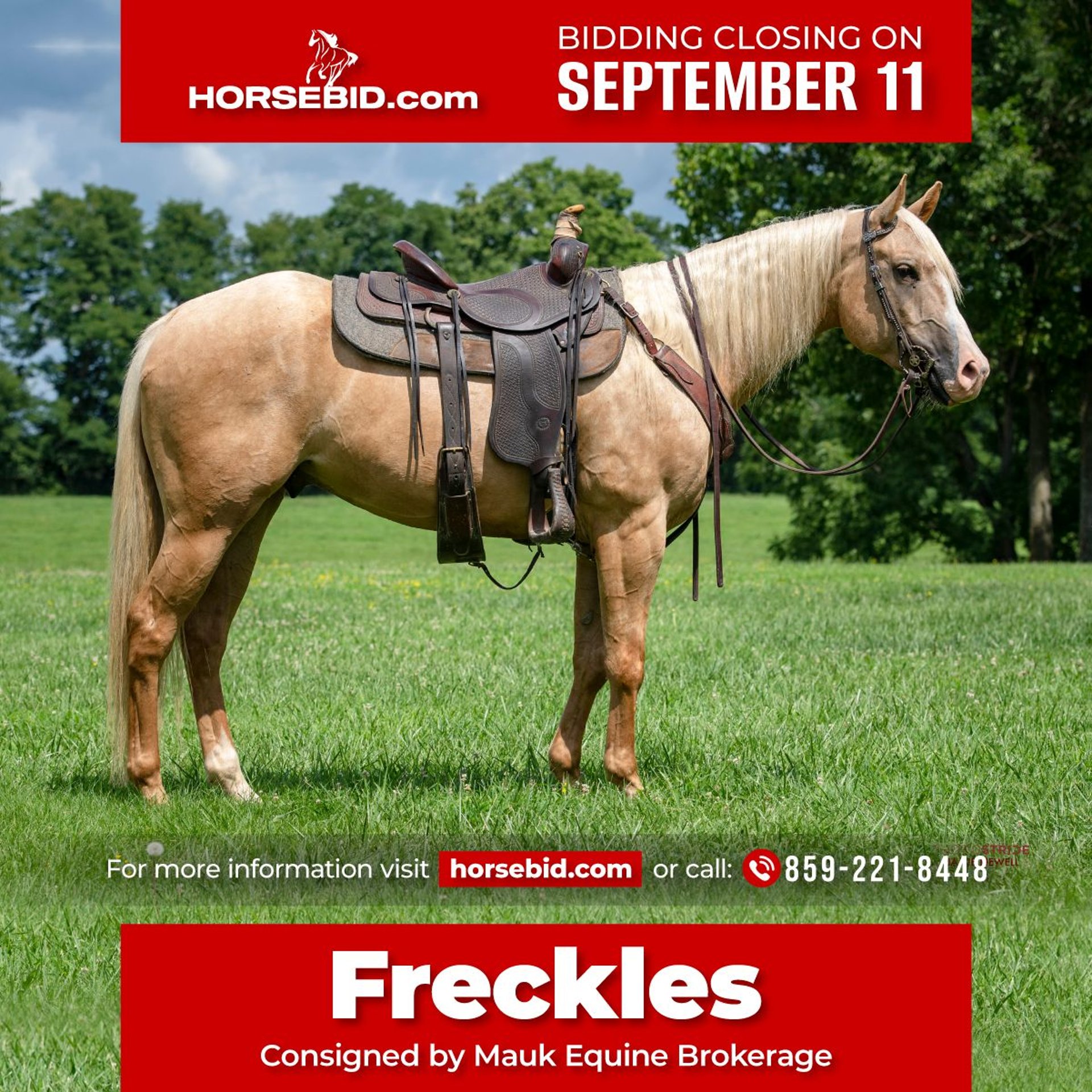 American Quarter Horse Gelding 5 years 15 hh Palomino in Midway, KY