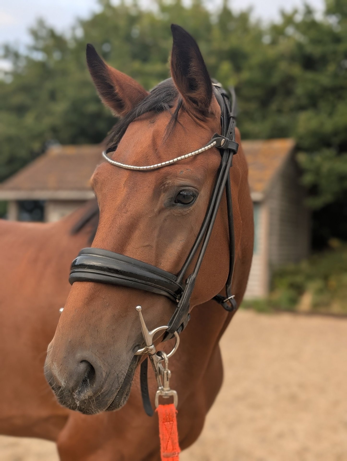 Hanoverian Mare 5 years 16 hh Bay in Norfolk