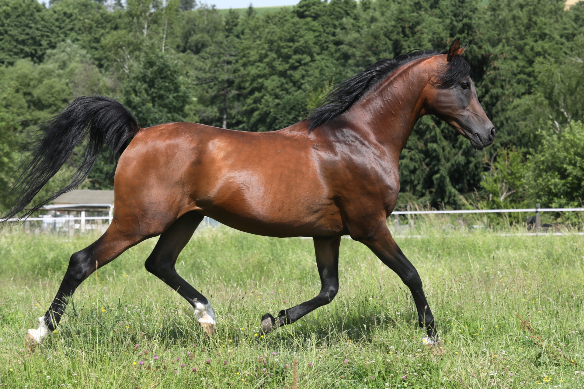 KAMERTON (ELITE) Volbloed Arabier Hengst Bruin in Gemünden (Felda)