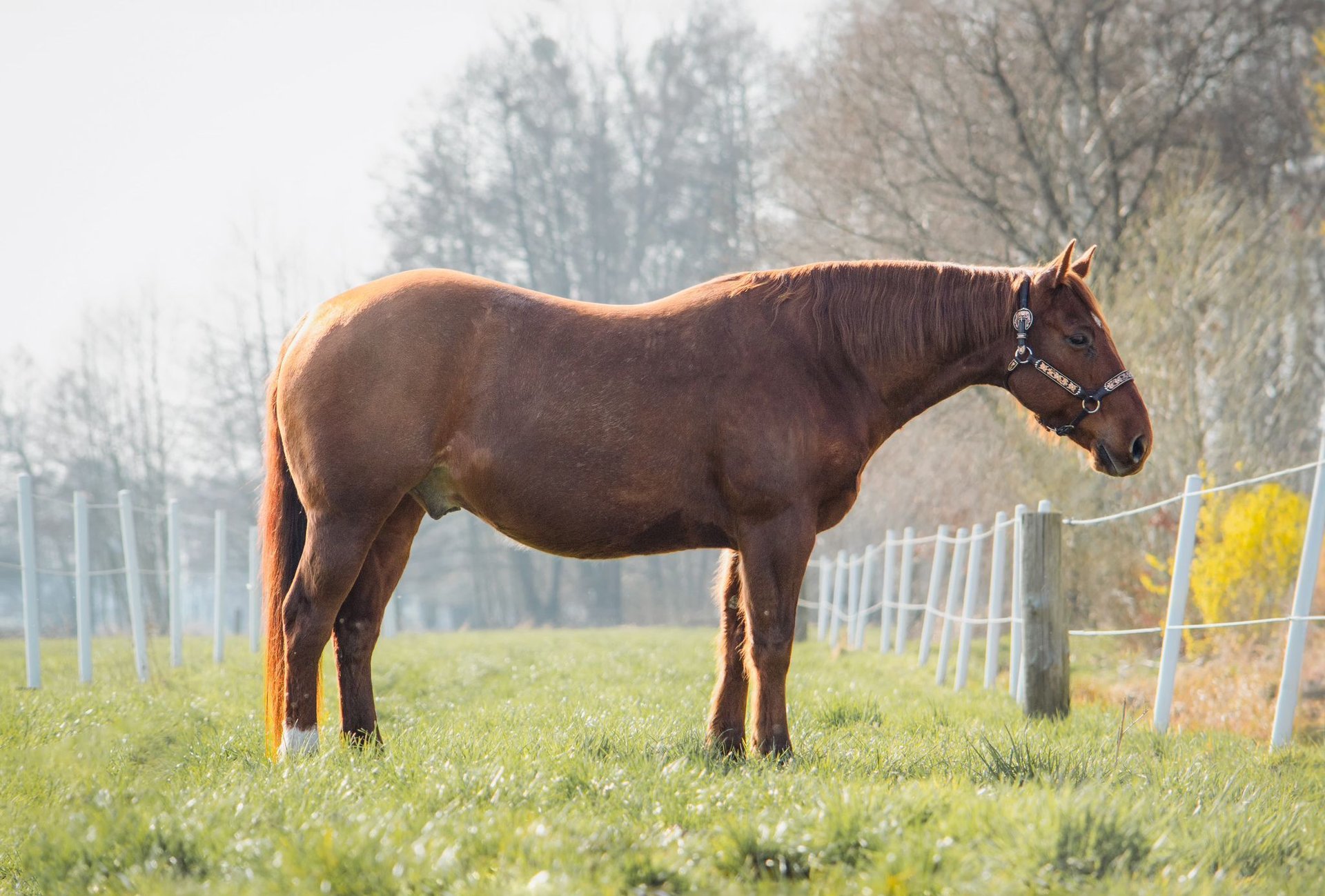 American Quarter Horse Wallach 11 Jahre 150 cm Dunkelfuchs in Trüben