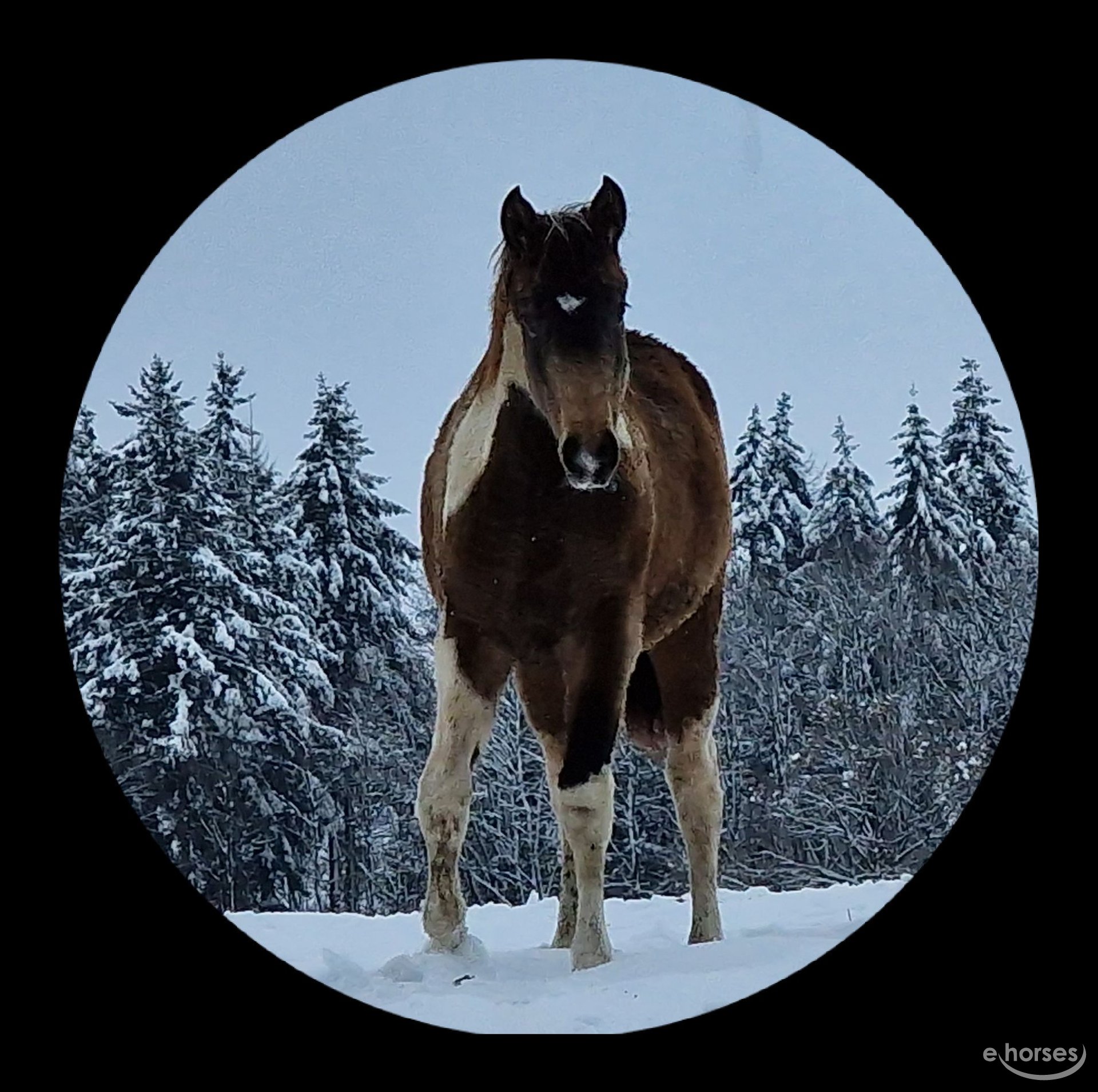 Mane Stallion Mare Mustang Rein, mustang, horse, horse Tack, horse
