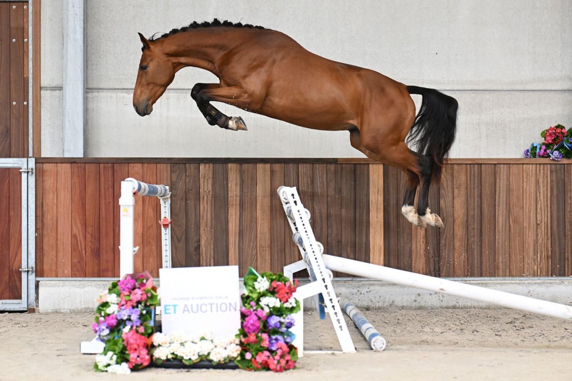 【2024年製 新品】 years 3 Stallion Zangersheider 16 Zelle in Bay hh ジャケット・アウター