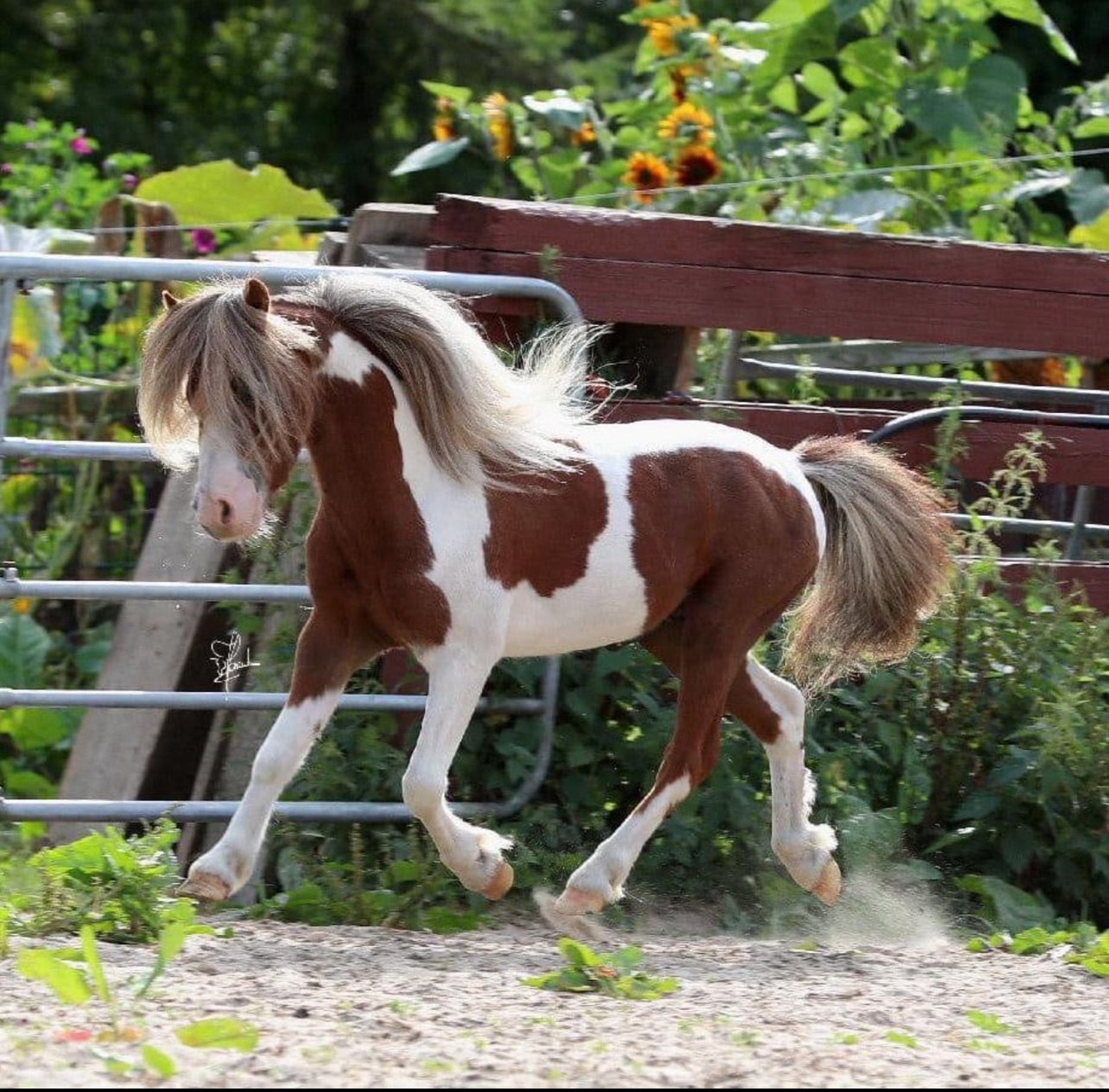 Mini Staylon American Miniature Horse Stallion Pinto in Garding