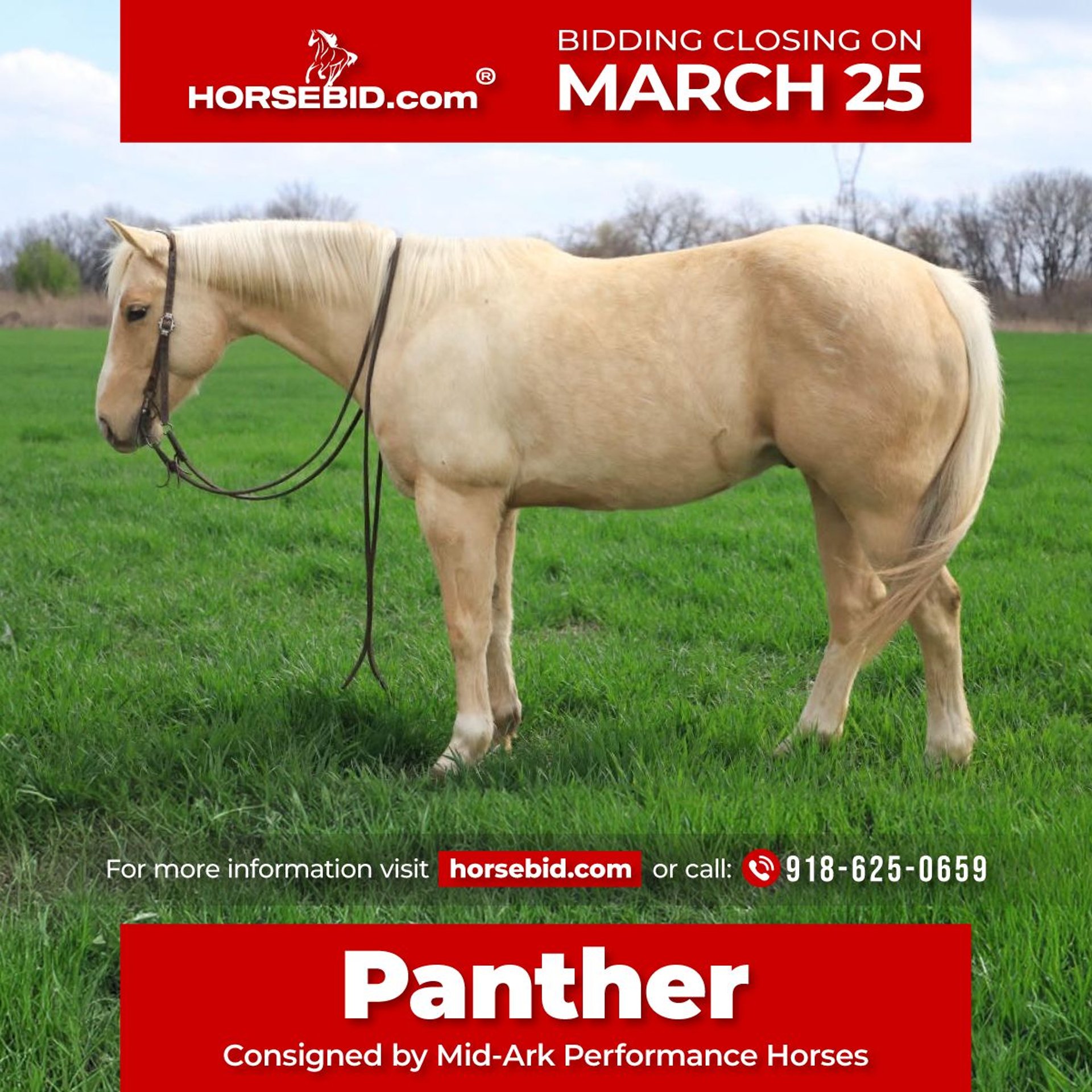 American Quarter Horse Gelding 10 years 14,2 hh Palomino in Sallisaw