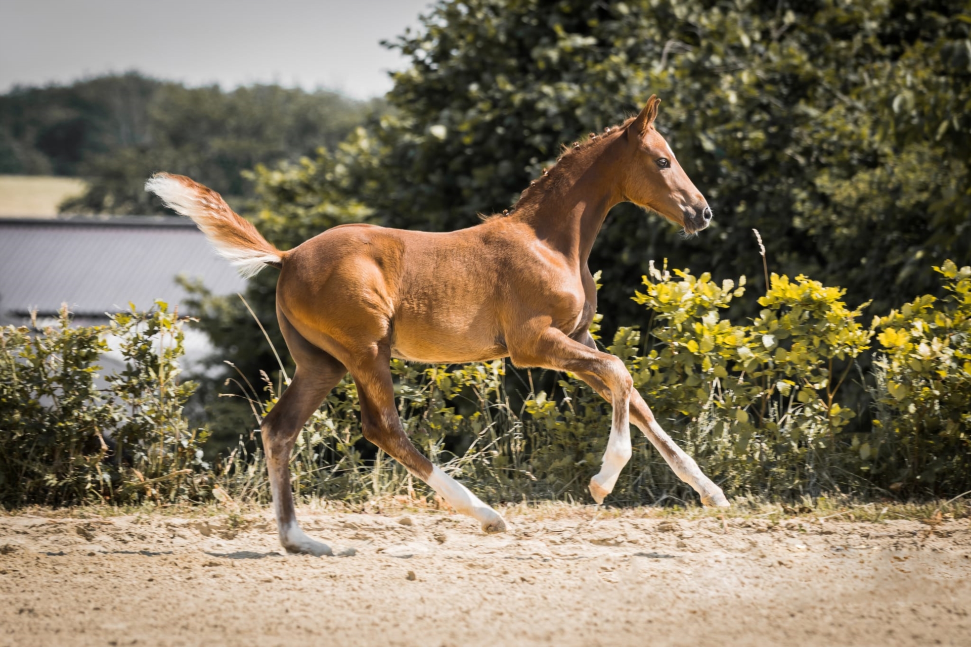 Deutsches Reitpony Hengst 1 Jahr Fuchs In Schalksmühle