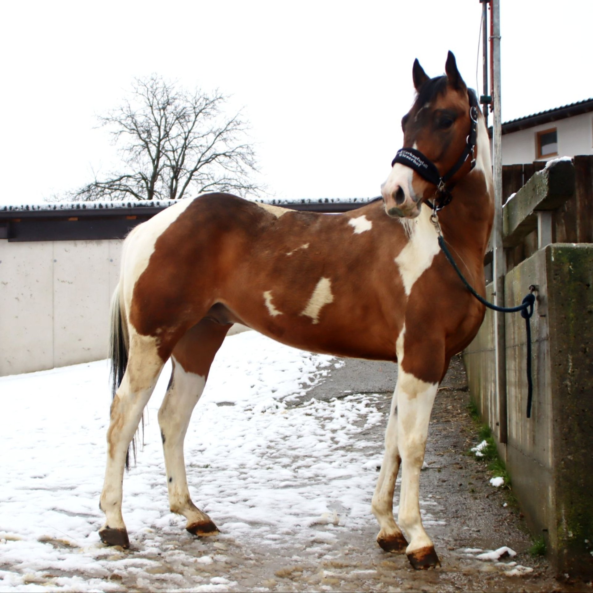 Paint Horse Stallone 1 Anno 150 cm Tobiano-tutti i colori in Hellenthal