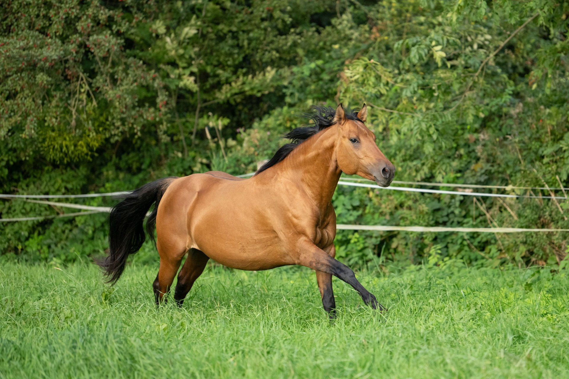 American Quarter Horse Stallion 4 years 14,2 hh Dunalino in Bückeburg