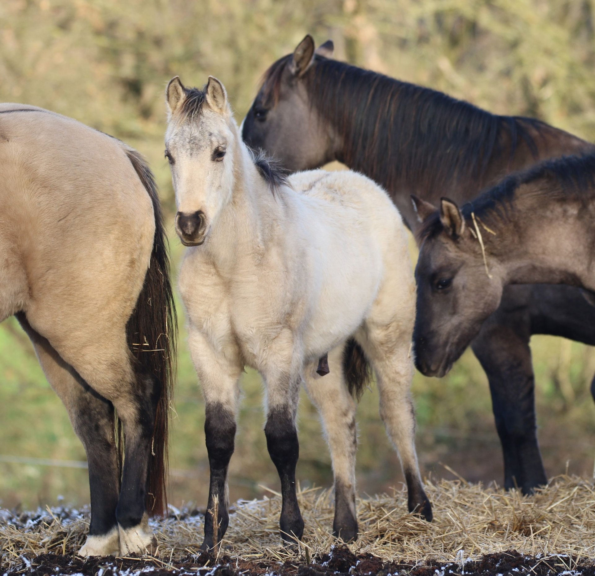 American Quarter Horse Stallion 1 year 14,2 hh Dunalino in Bodenfelde