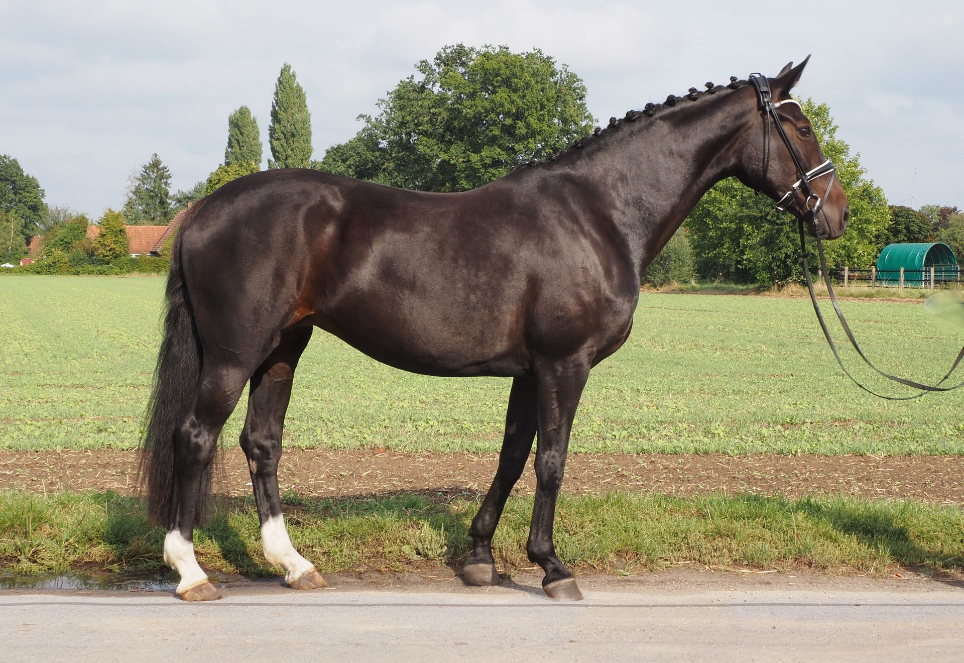 Oldenburg Mare 13 years 16,2 hh Smoky-Black in Bramsche