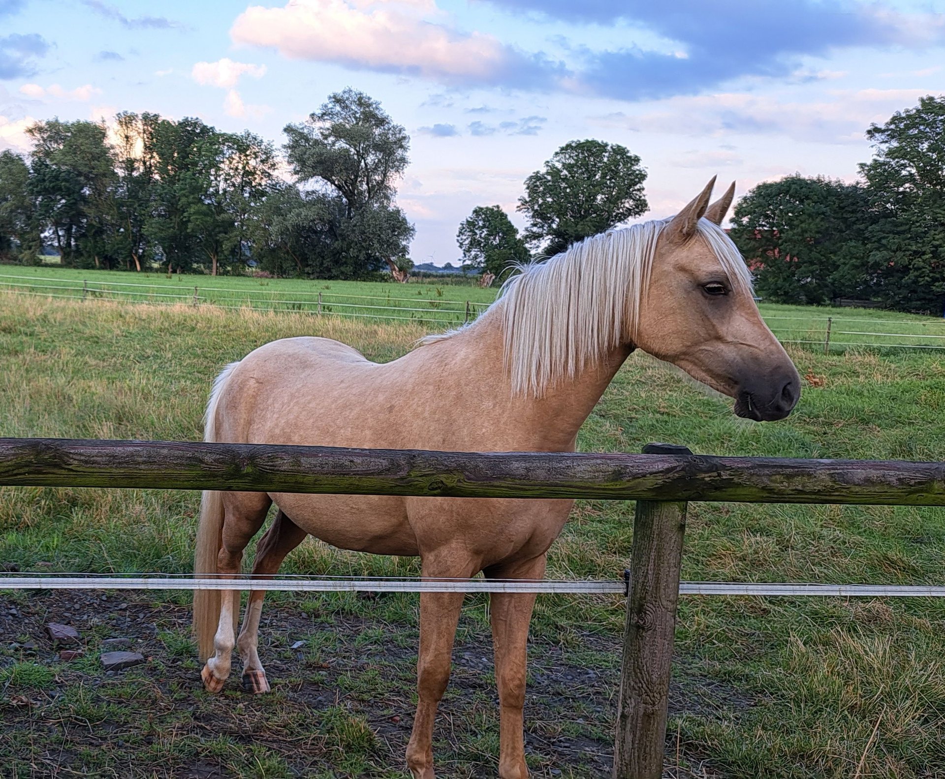 Deutsches Reitpony Stute 3 Jahre 145 Cm Palomino In Dötlingen