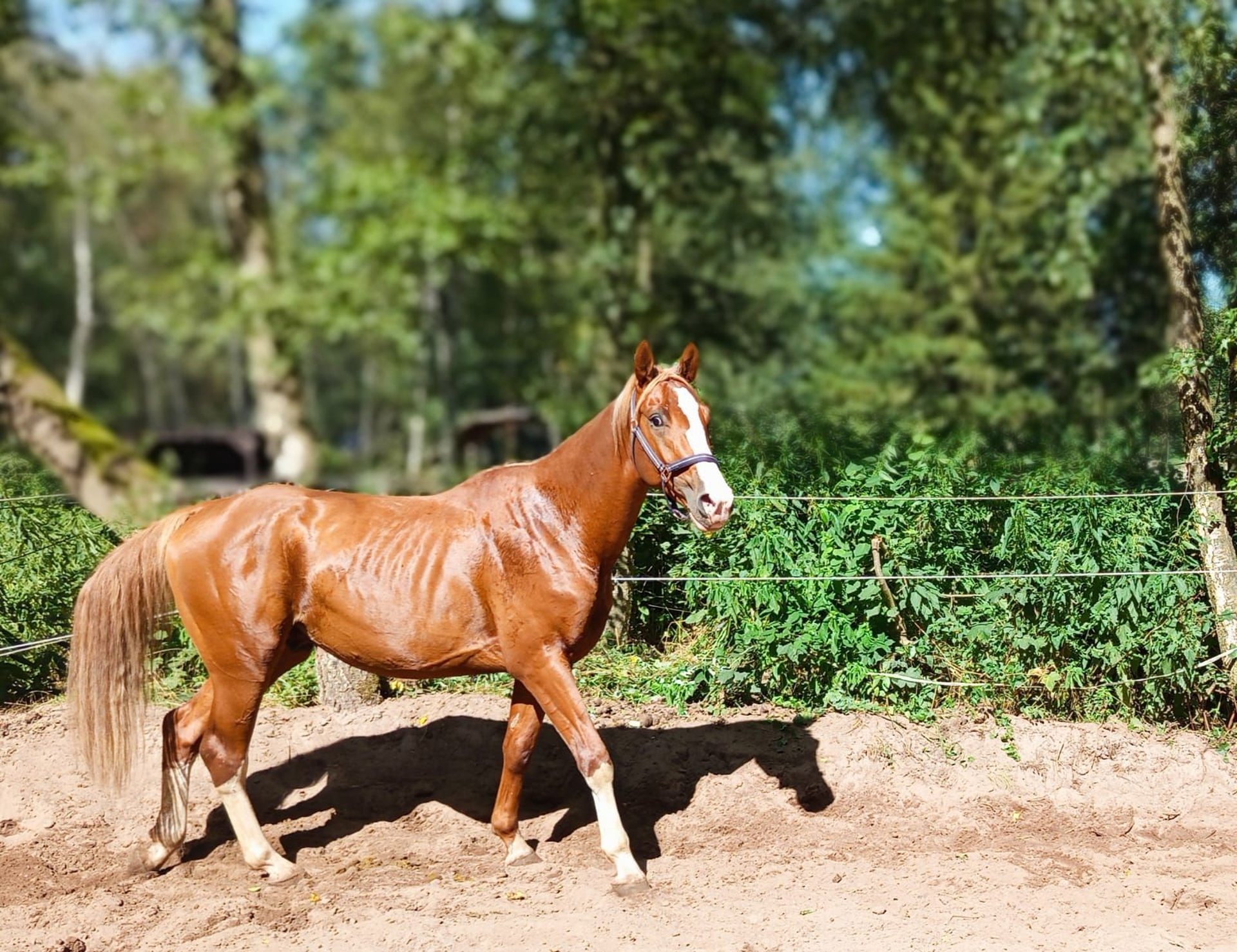 【CSR】 Red Hare, Unrivaled Stallion - EVP Red Hare, Unrivaled Stallion (Event Packs) - Index - Grand