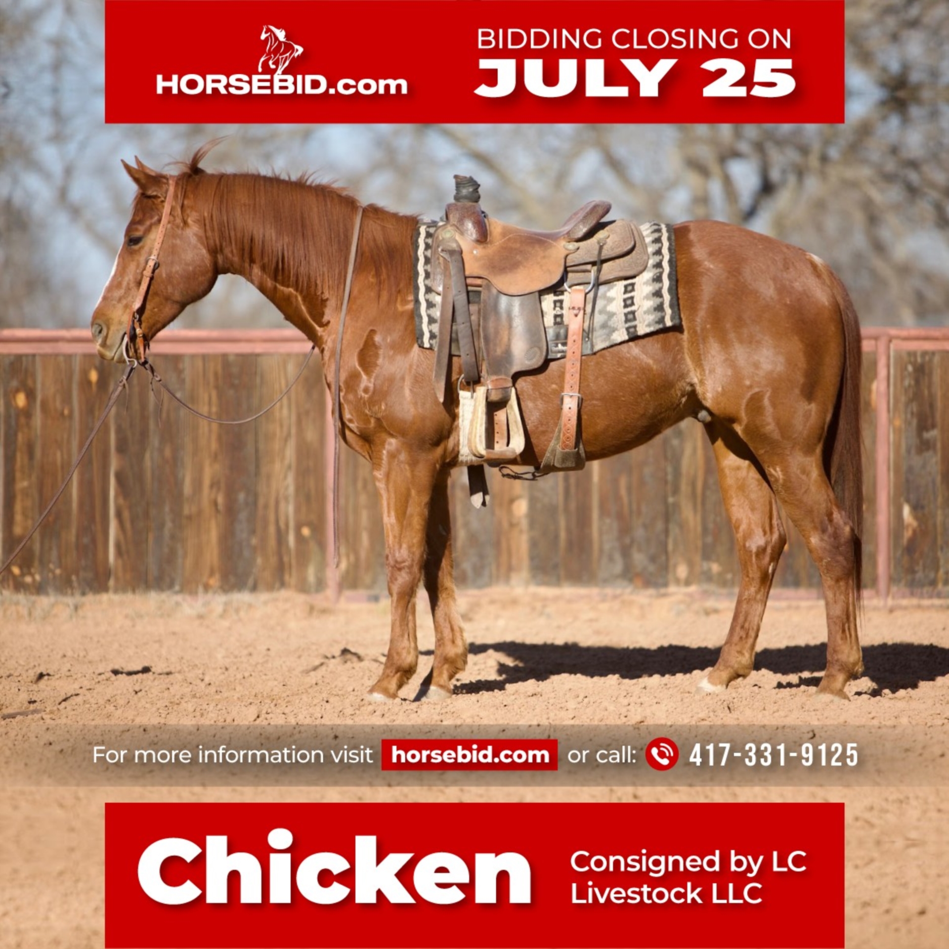 American Quarter Horse Gelding 8 years 15 hh Sorrel in Weatherford, TX