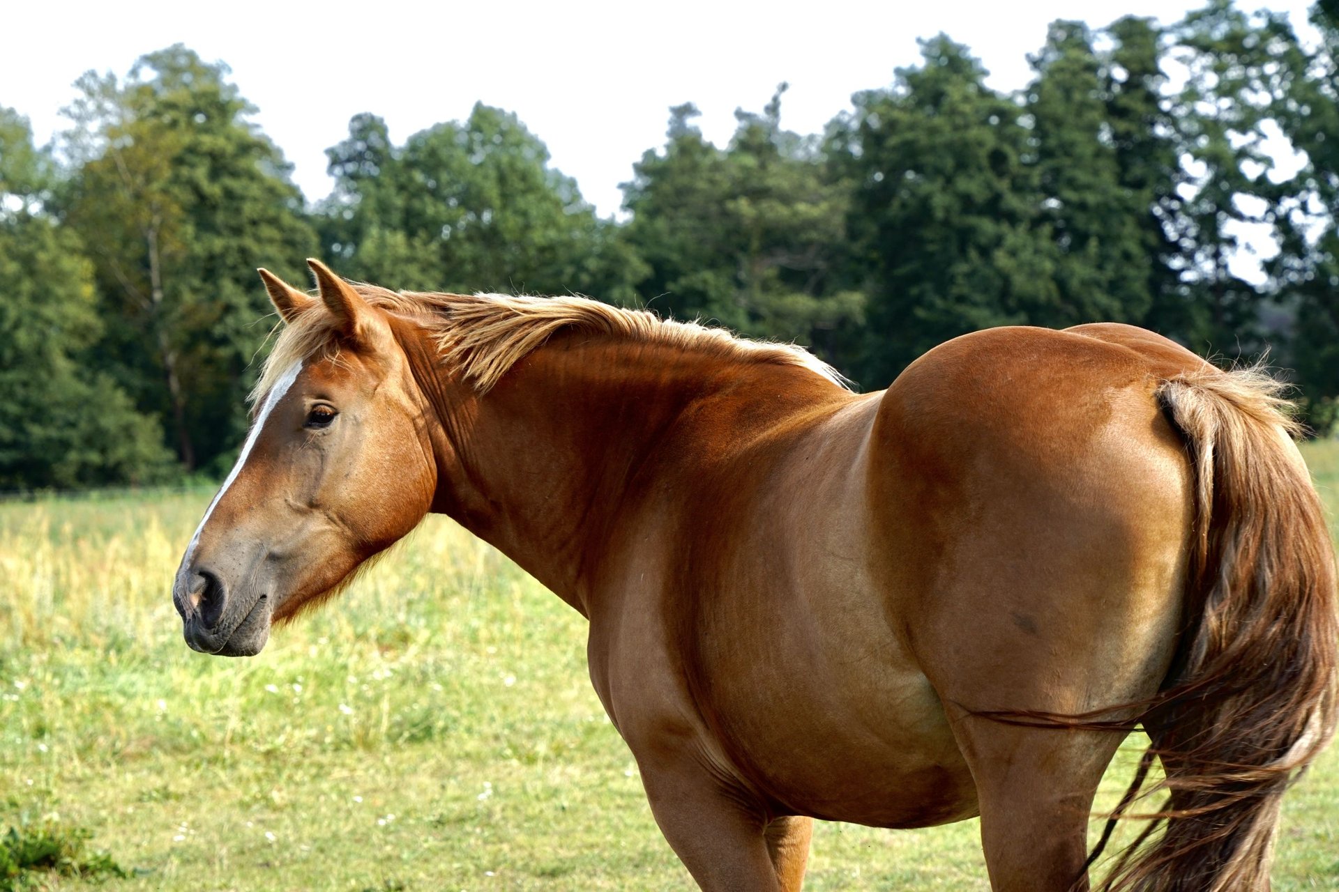 Rhenisch-German Heavy Draft Mare 2 years 16 hh Chestnut in Planebruch