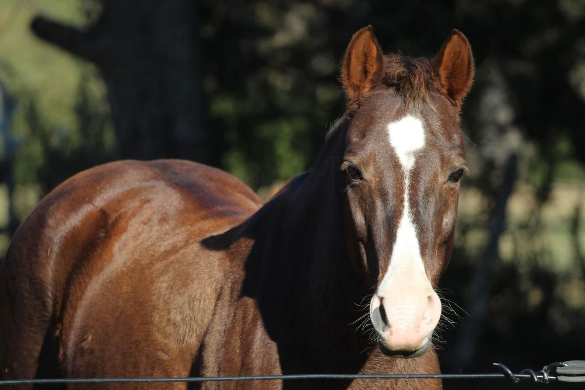 Quarter Pony Mare 10 years 14 hh Chestnut-Red in Donalds SC