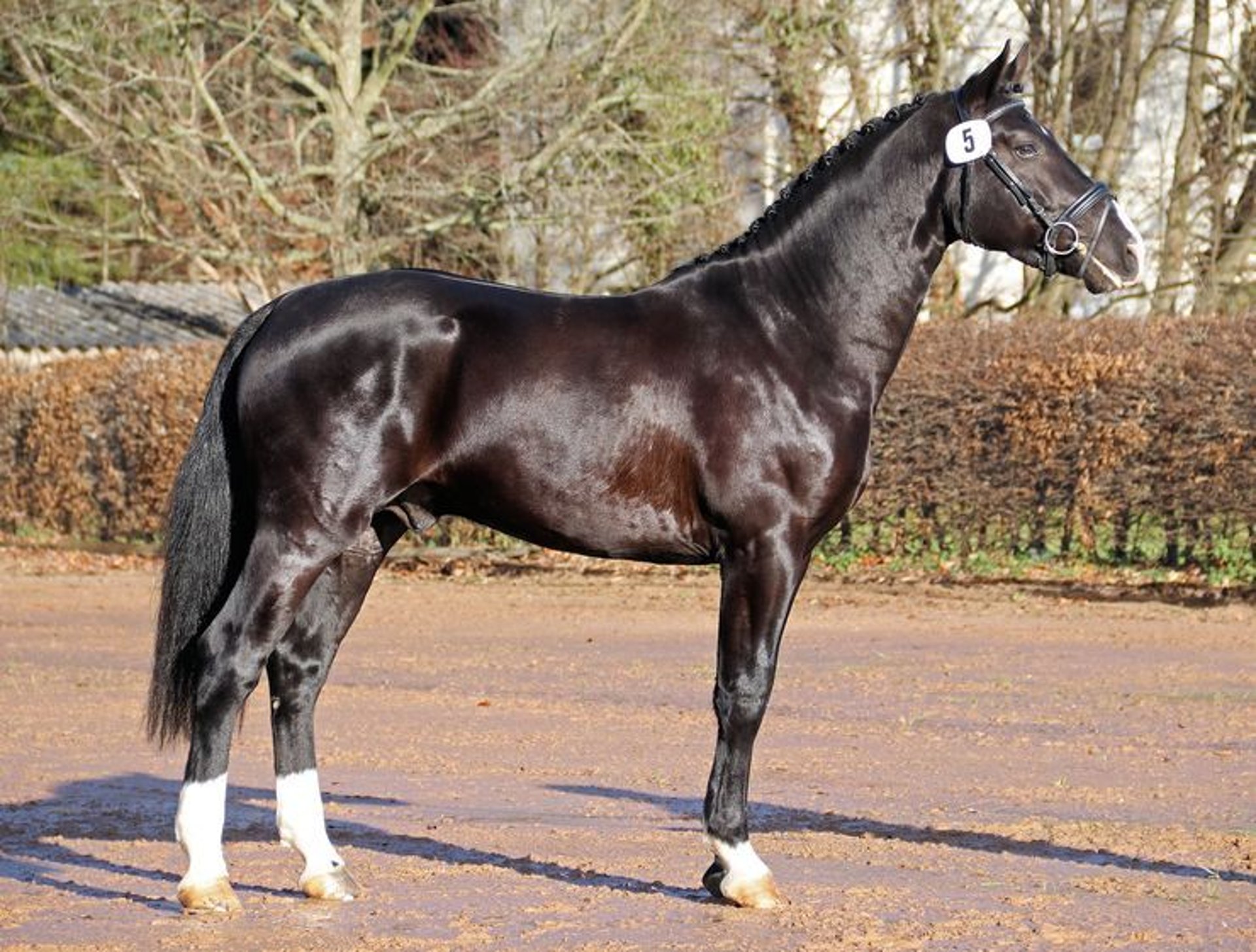 Zwaar Warmbloed Hengst Zwart In Eppendordorf