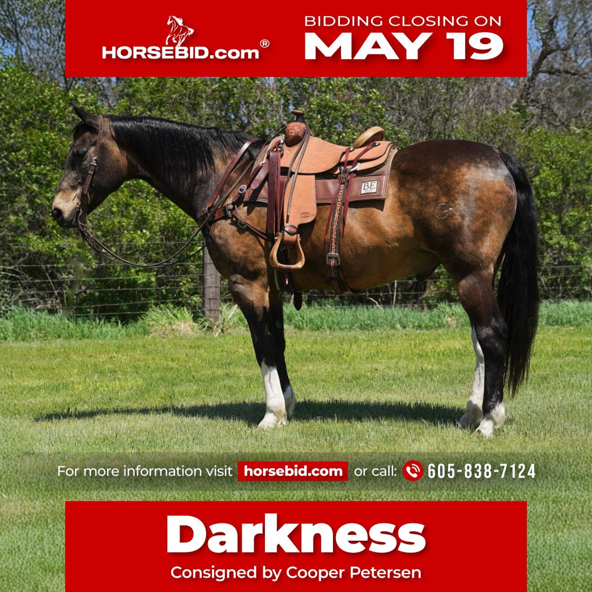 お気にいる 15,3 years 14 Gelding Horse Quarter American hh in Buckskin ロッド