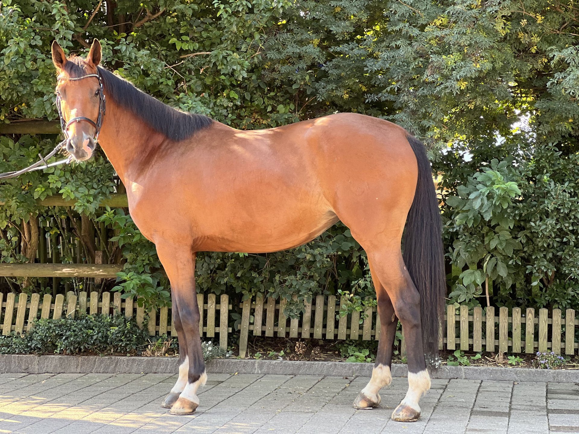 Schweizer Warmblut Stute 4 Jahre 160 cm Brauner in Biel-Benken