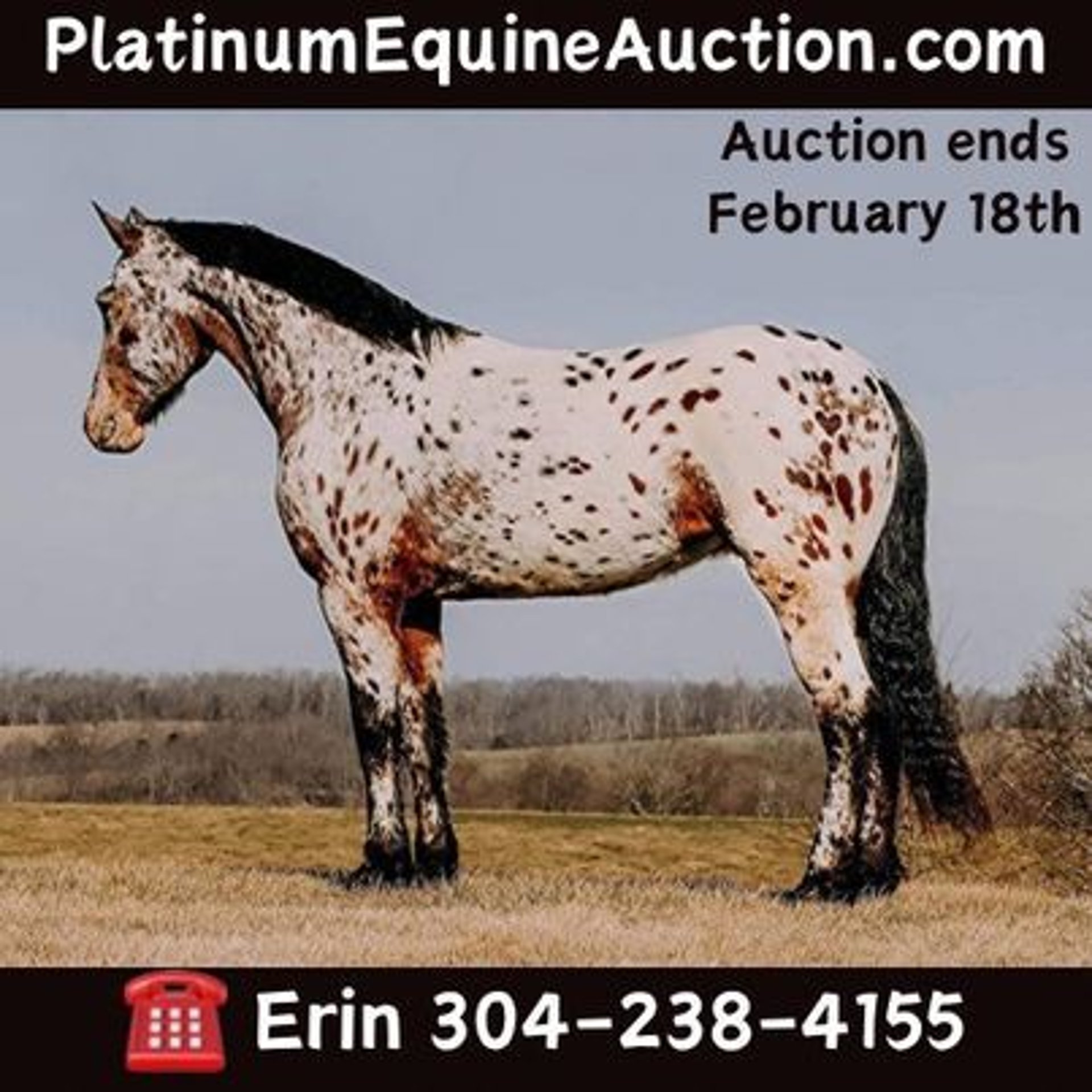 Friesian horses Gelding 4 years 15,3 hh Bay in Flemingsburg, KY