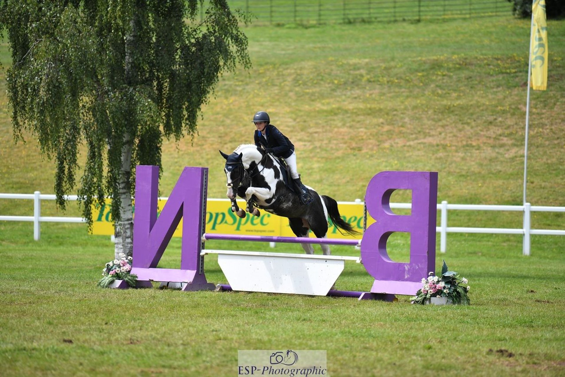 KWPN Mare 4 years Tobianoallcolors in GROTE BROGEL