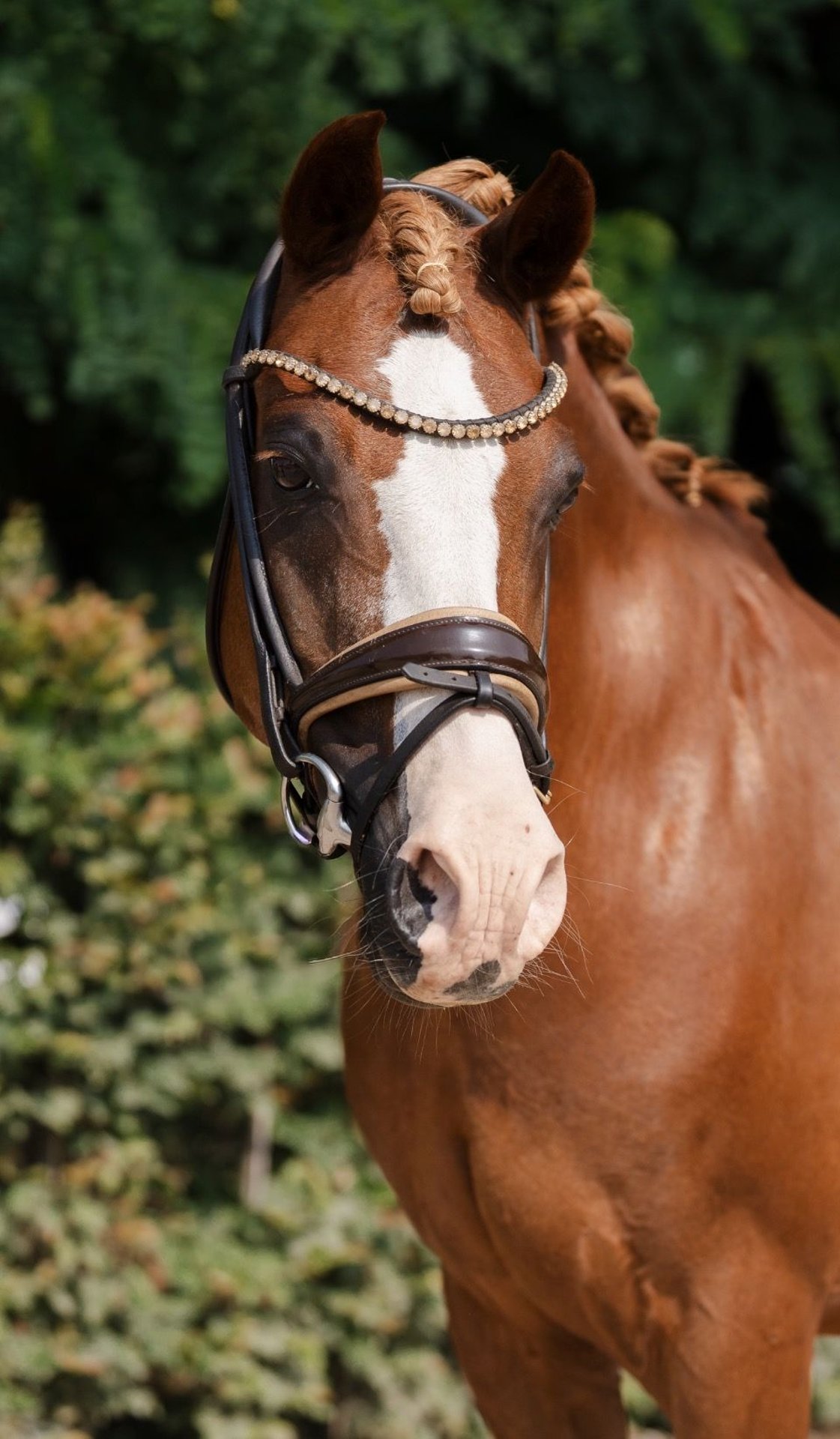 Donni Darco, Deutsches Reitpony in der Dressur, Impression 1