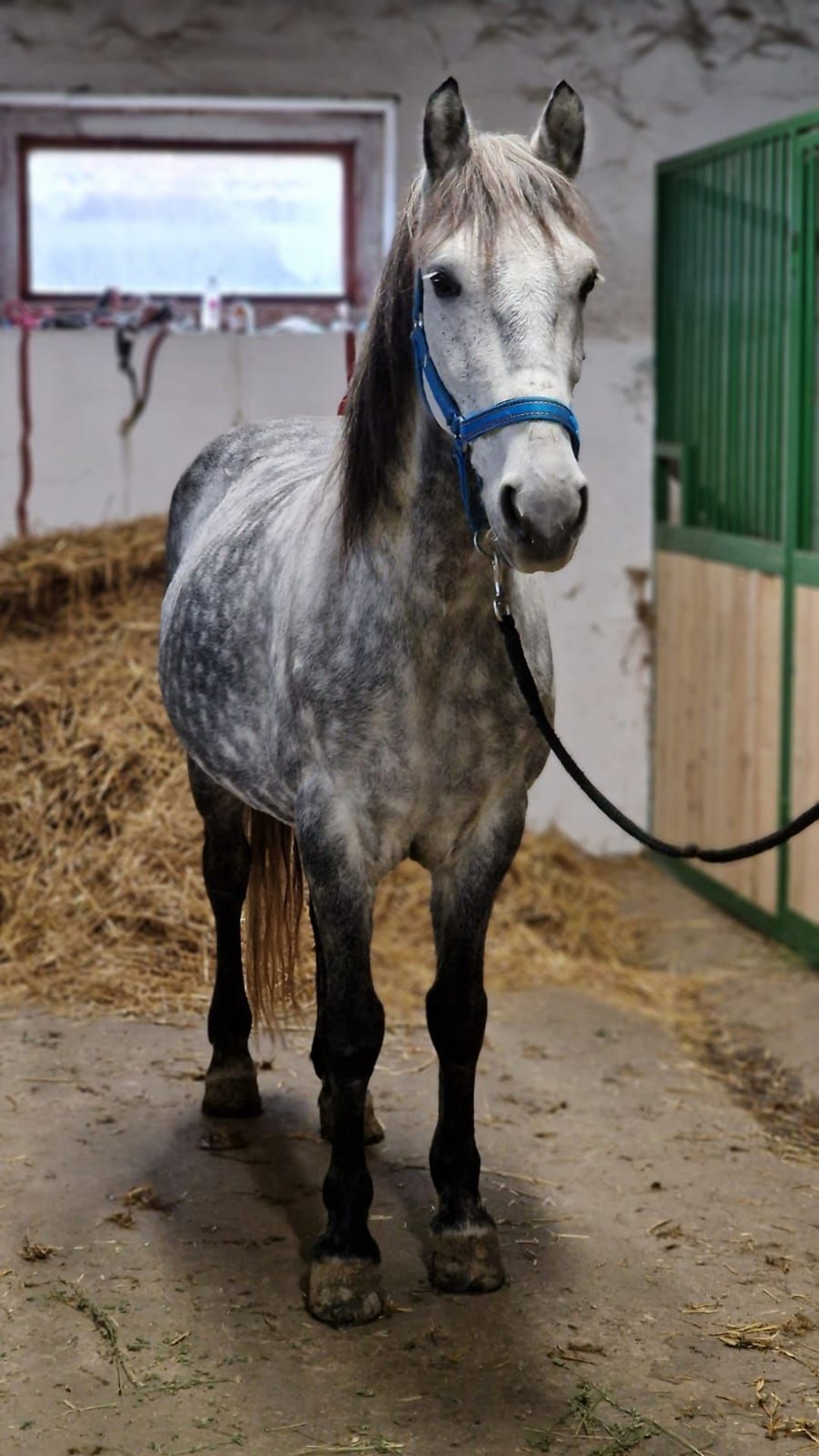 Weitere Ponys/Kleinpferde Wallach 8 Jahre 149 Cm Apfelschimmel In ...