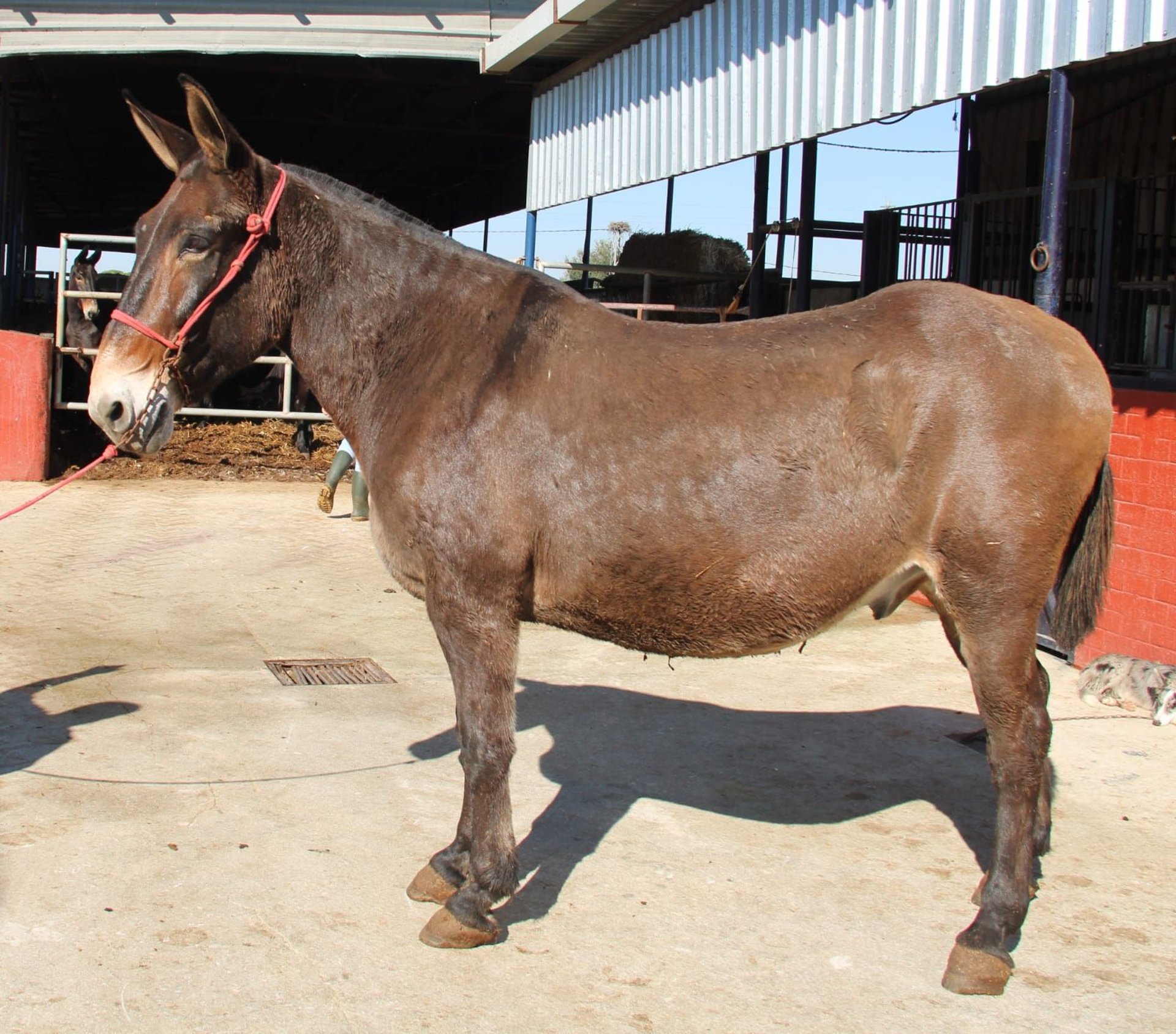 Mule Gelding 15 years 16,2 hh Brown in Vejer de la Frontera