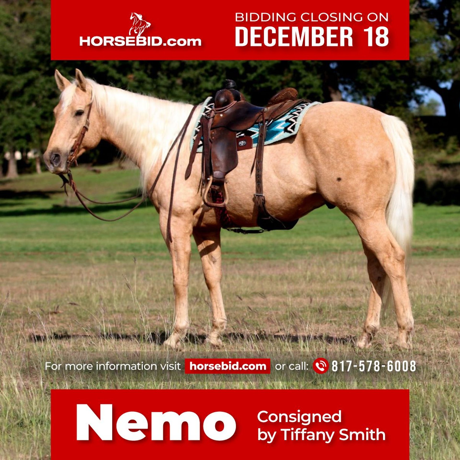 American Quarter Horse Gelding 5 years 15,1 hh Palomino in Stephenville