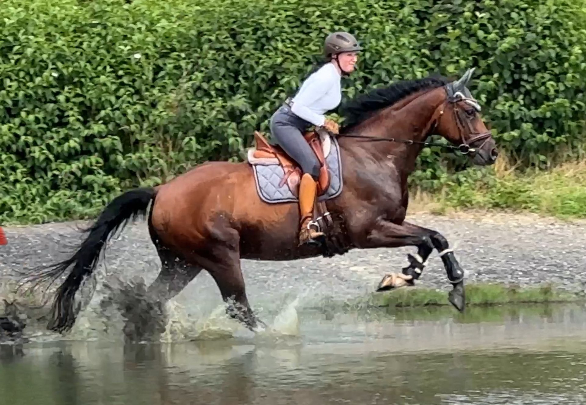 Oldenburg gelding 9 years 168 cm Dark chestnut in Düsseldorf