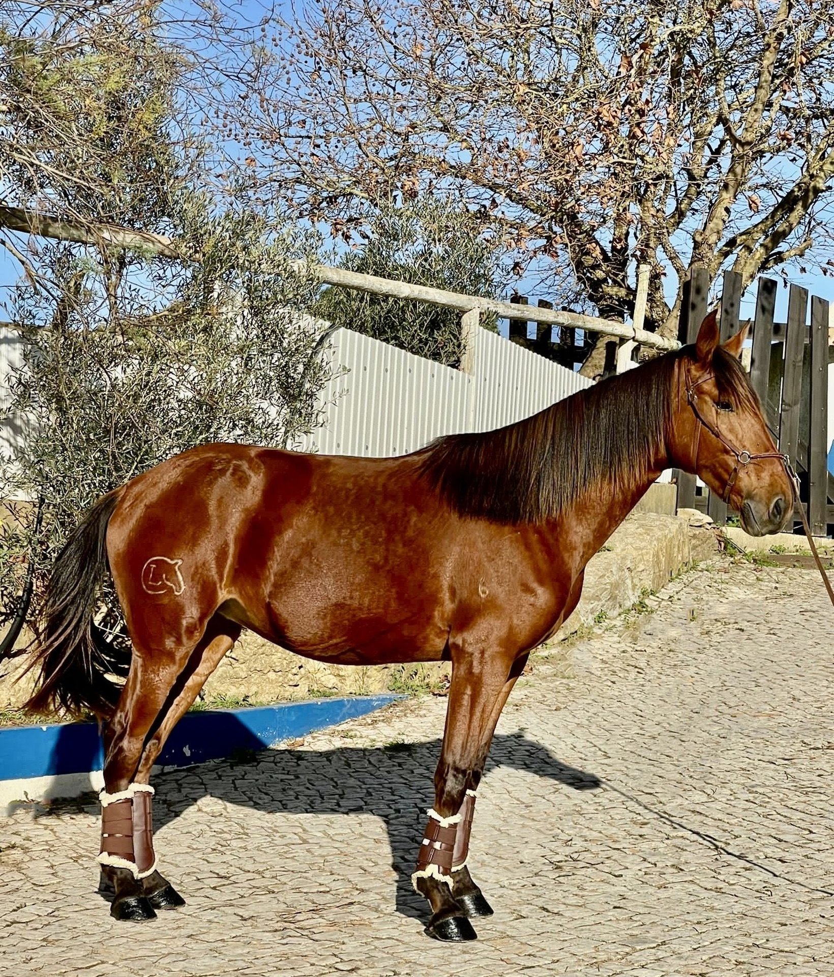Lusitanos Stute 5 Jahre 161 cm Brauner in Ericeira