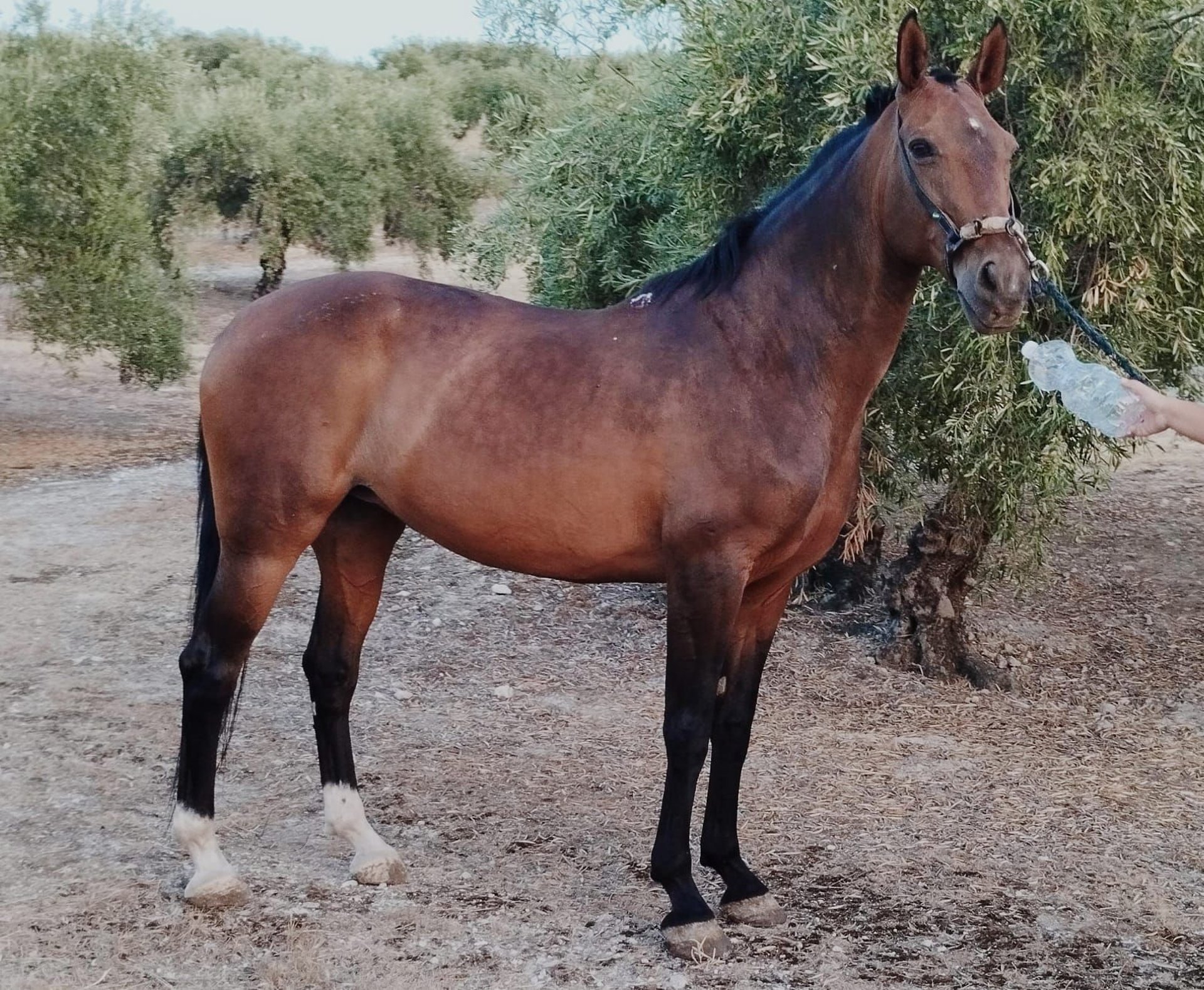 Andalusiër Merrie 12 Jaar 156 cm Bruin in Aachen